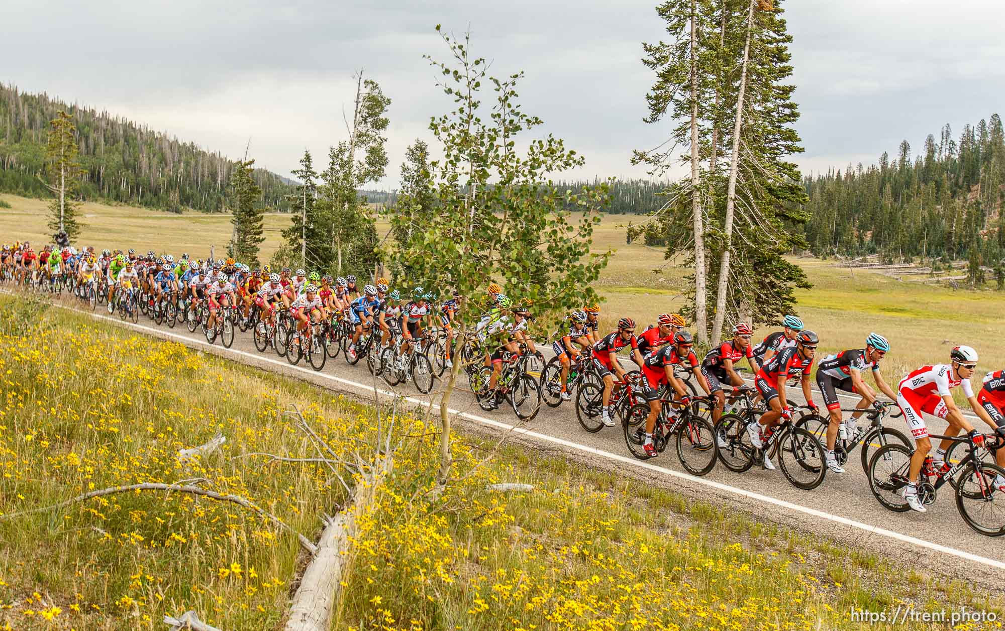 Trent Nelson  |  The Salt Lake Tribune
Riders on SR-14 during stage one of the Tour of Utah at Brian Head Tuesday August 6, 2013.