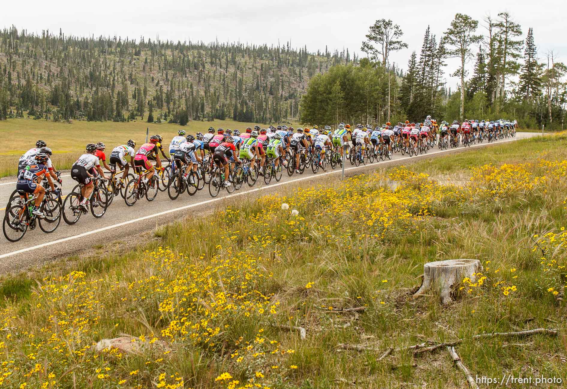 Trent Nelson  |  The Salt Lake Tribune
Riders on SR-14 during stage one of the Tour of Utah at Brian Head Tuesday August 6, 2013.