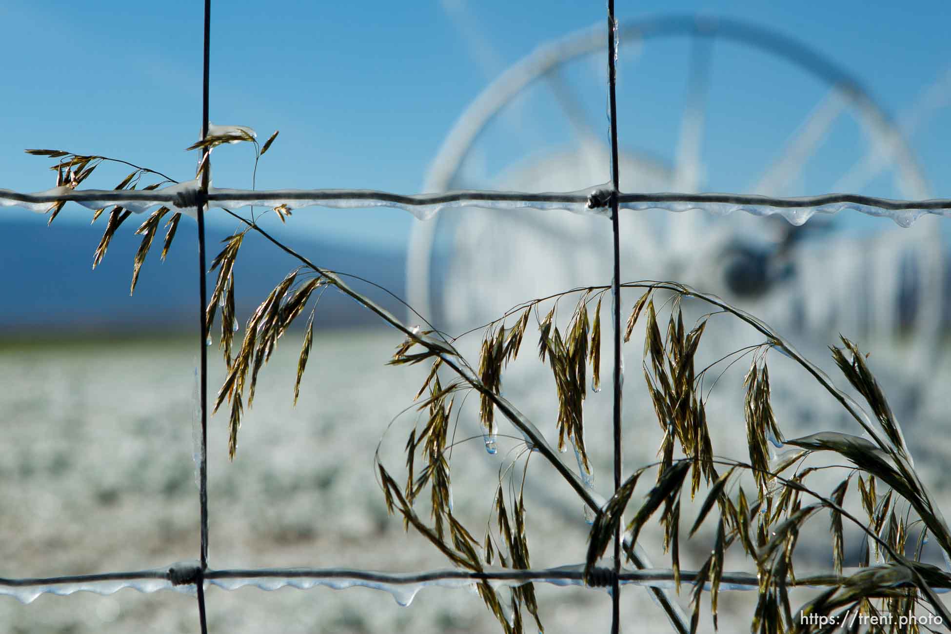 Trent Nelson  |  The Salt Lake Tribune
Ice forms as fields are irrigated near Loa, Sunday, October 6, 2013.