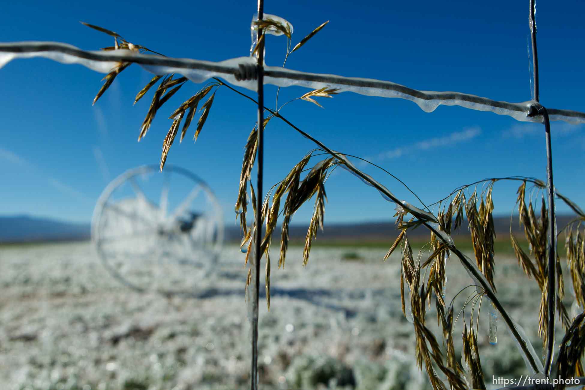 ice forms as a field is irrigated near Loa Sunday, October 6, 2013.