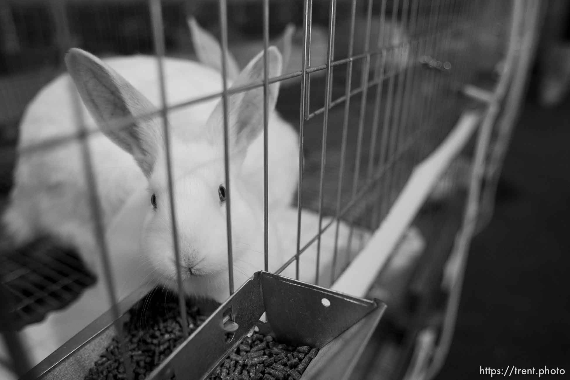 Trent Nelson  |  The Salt Lake Tribune
rabbits in Hildale Tuesday, October 8, 2013.