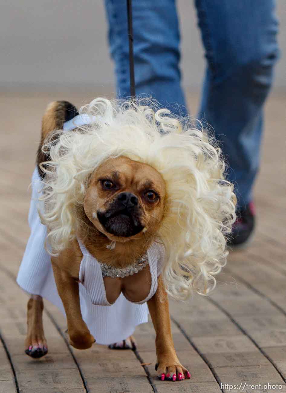 Trent Nelson  |  The Salt Lake Tribune
Marley is Marilyn Monroe at a pet costume contest hosted by radio station Mix 107.9 in Salt Lake City Thursday October 24, 2013.