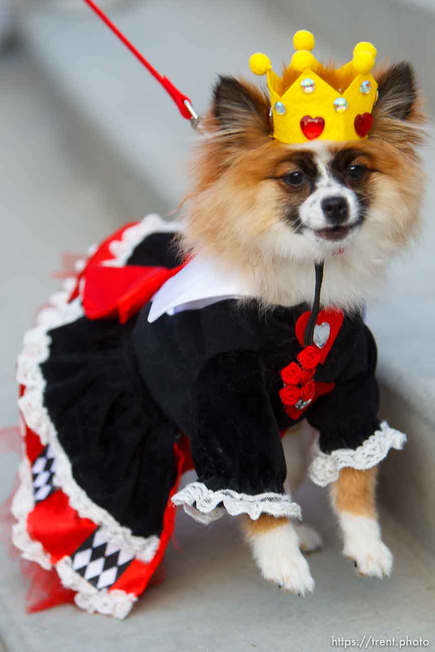 Trent Nelson  |  The Salt Lake Tribune
The Queen of Hearts, Dolly, at a pet costume contest hosted by radio station Mix 107.9 in Salt Lake City Thursday October 24, 2013.