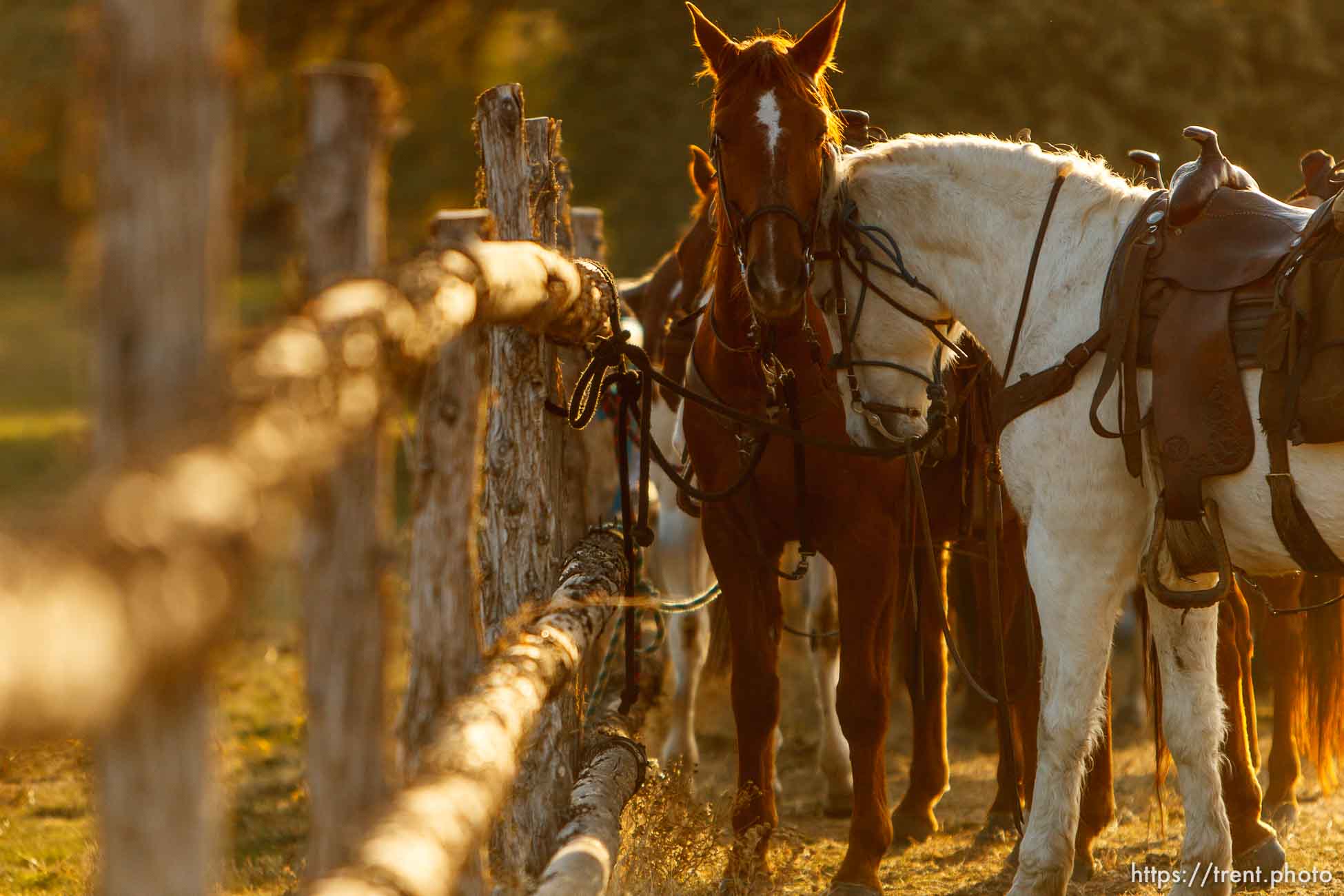 Trent Nelson  |  The Salt Lake Tribune
Horses nuzzle before the annual Antelope Island Bison Roundup, Friday October 25, 2013.