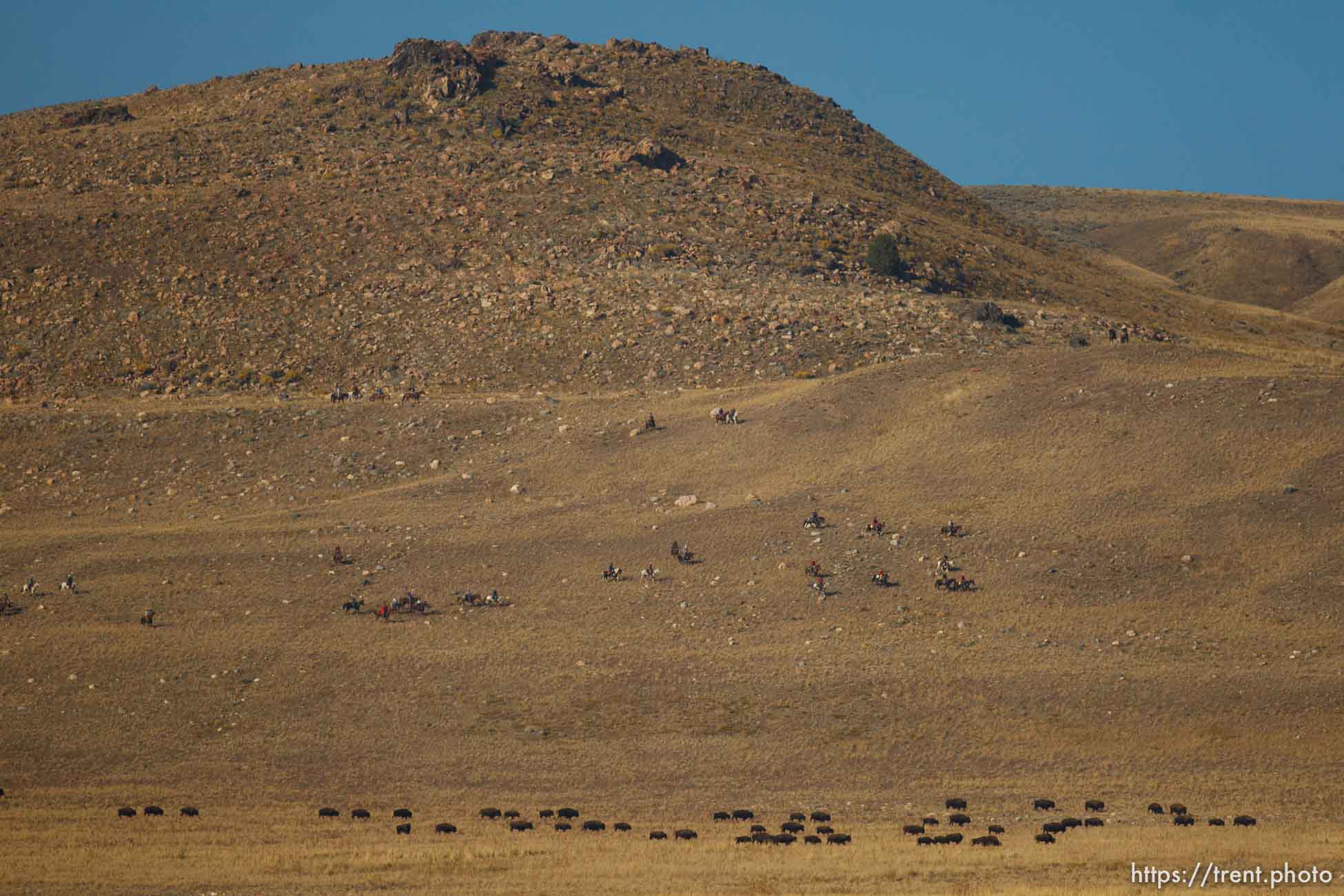 Trent Nelson  |  The Salt Lake Tribune
Riders drive bison at the annual Antelope Island Bison Roundup, Friday October 25, 2013.