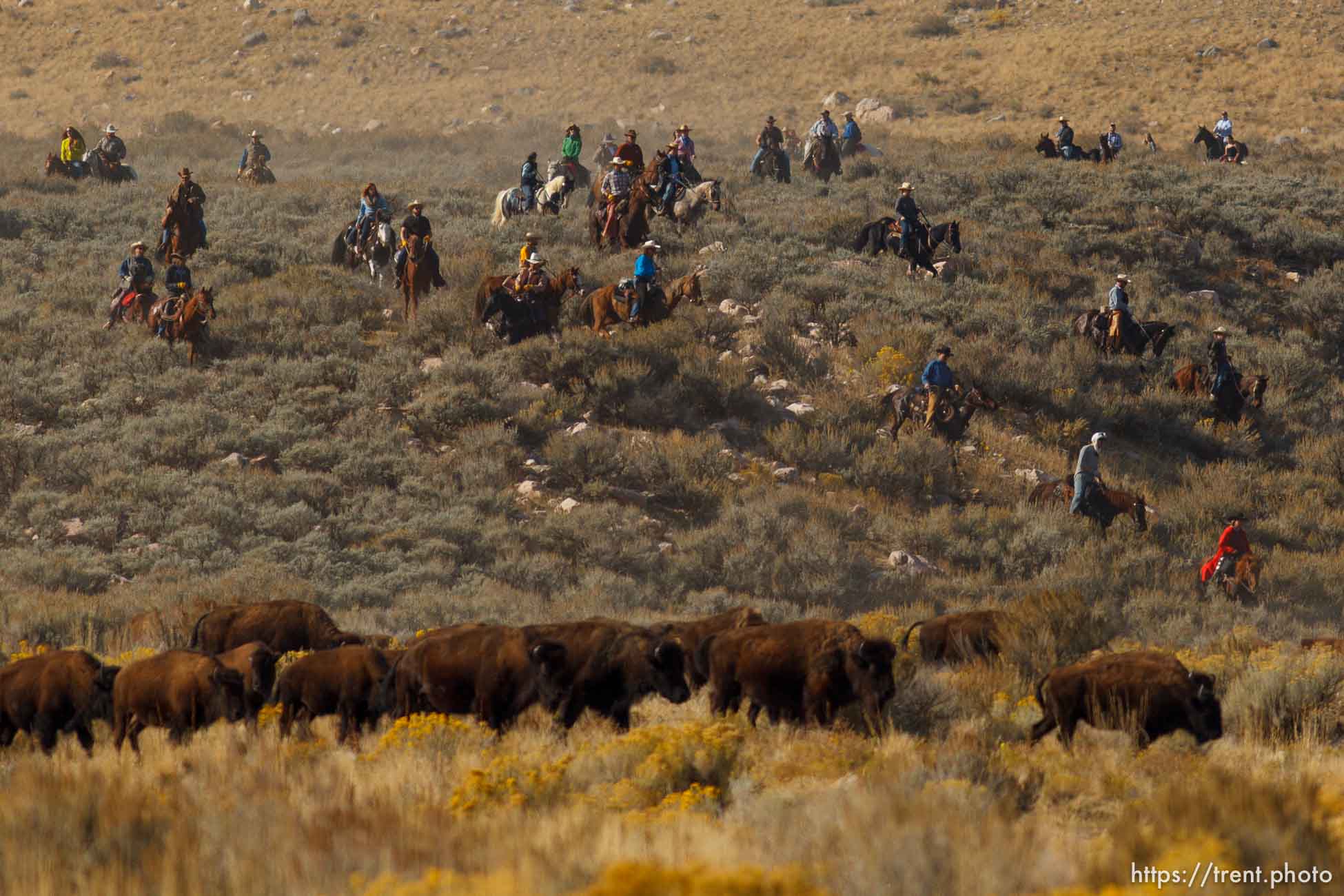 Trent Nelson  |  The Salt Lake Tribune
Riders drive bison at the annual Antelope Island Bison Roundup, Friday October 25, 2013.