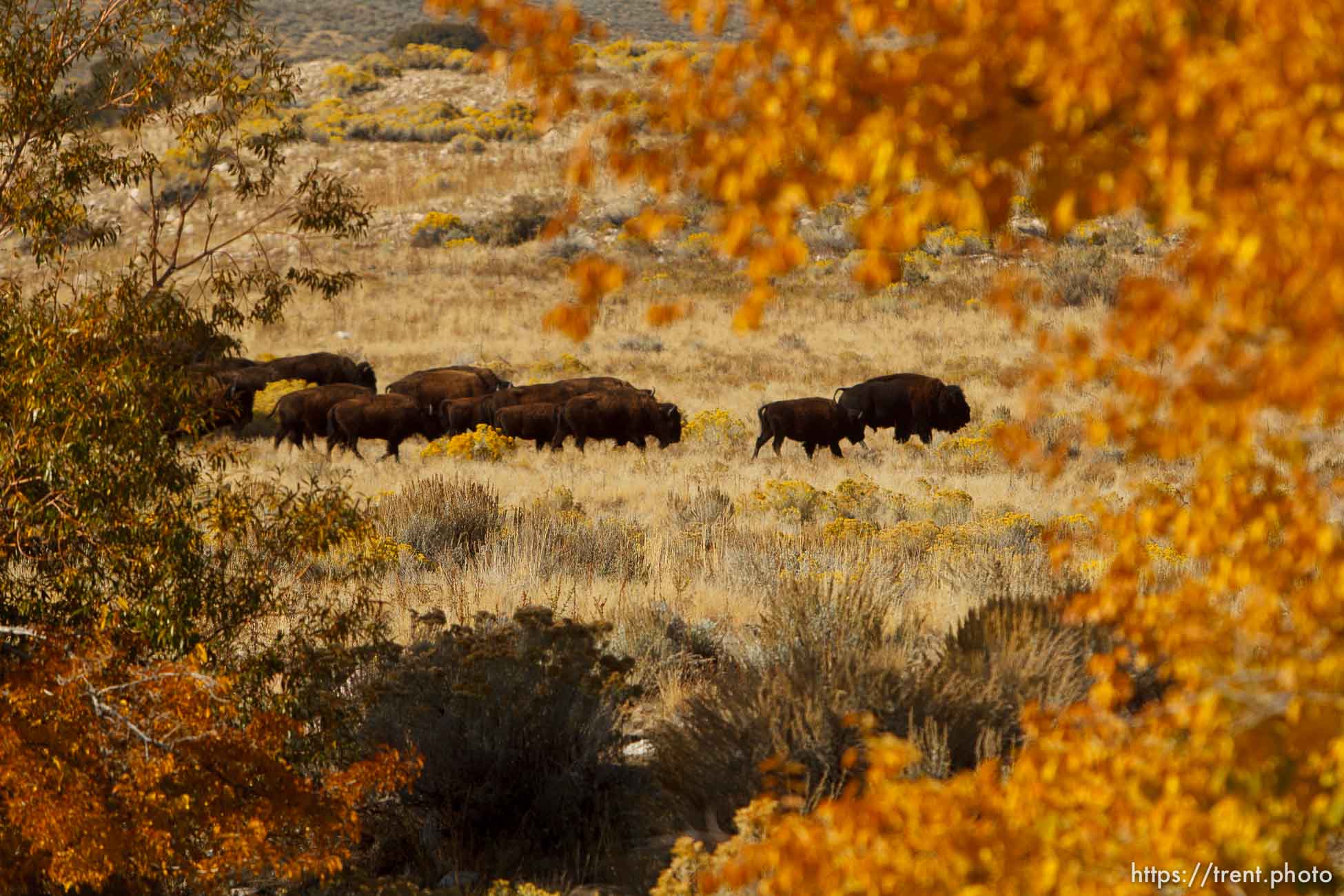 Trent Nelson  |  The Salt Lake Tribune
Riders drive bison at the annual Antelope Island Bison Roundup, Friday October 25, 2013.