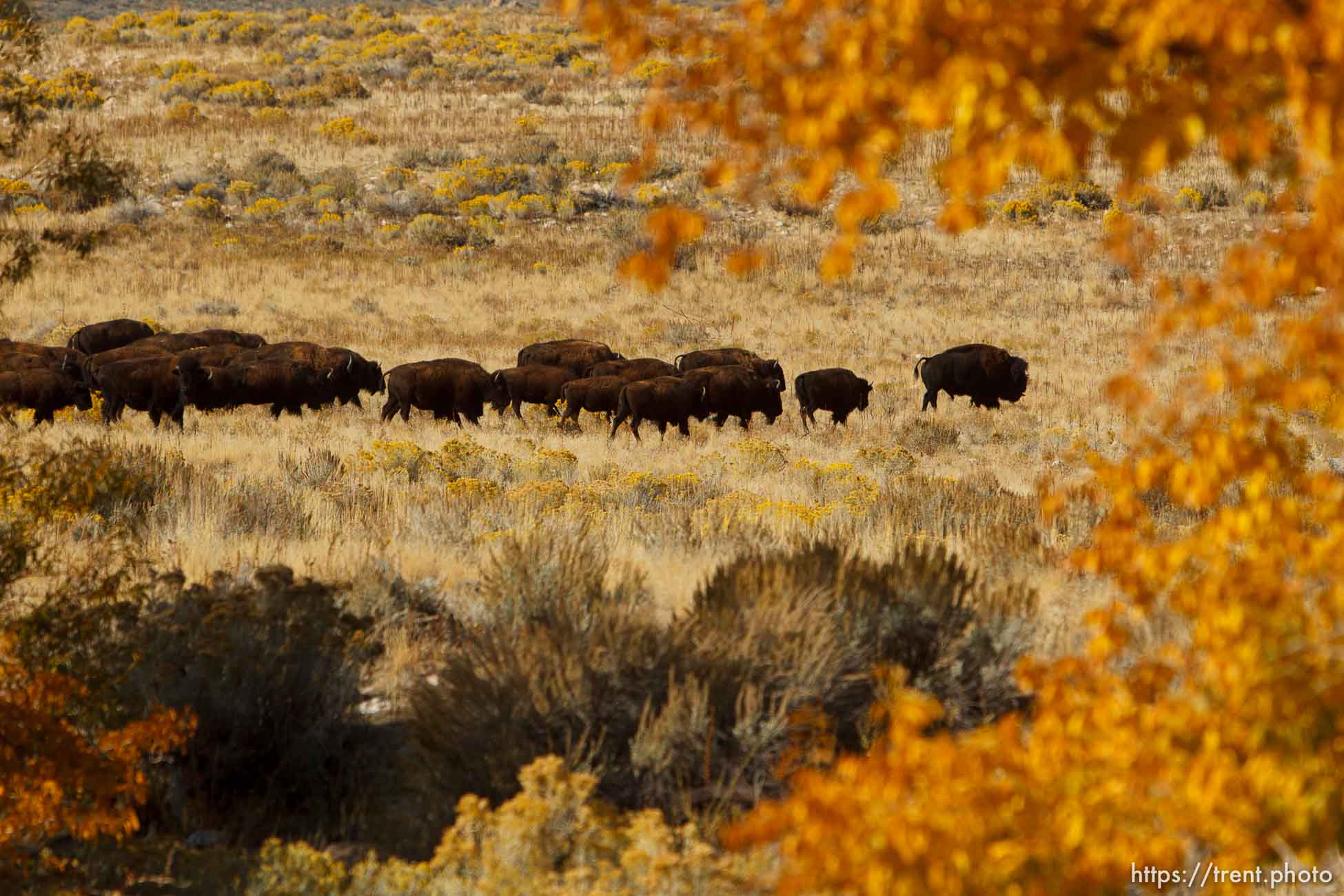 Trent Nelson  |  The Salt Lake Tribune
Riders drive bison at the annual Antelope Island Bison Roundup, Friday October 25, 2013.