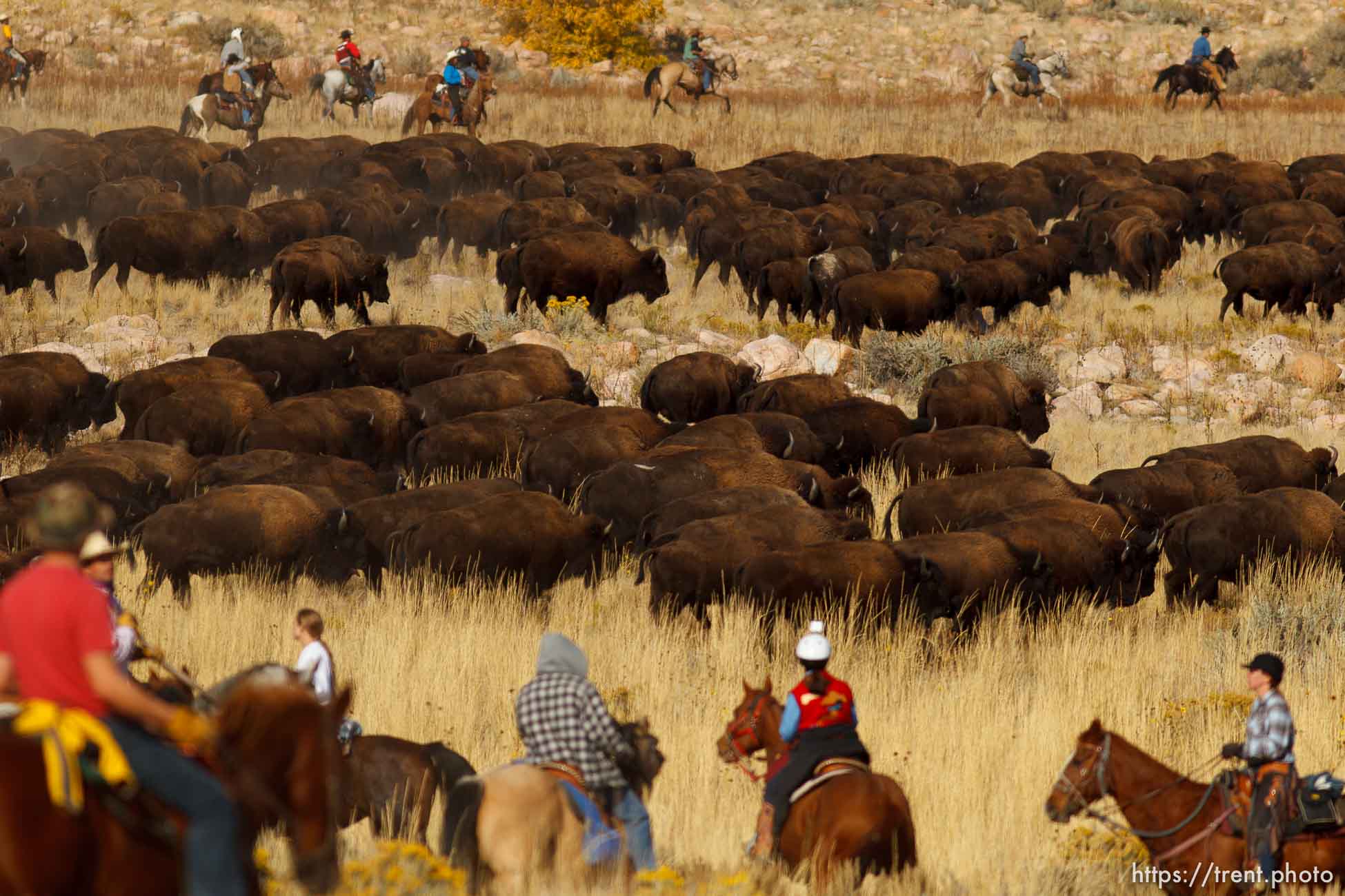 Trent Nelson  |  The Salt Lake Tribune
Riders drive bison at the annual Antelope Island Bison Roundup, Friday October 25, 2013.