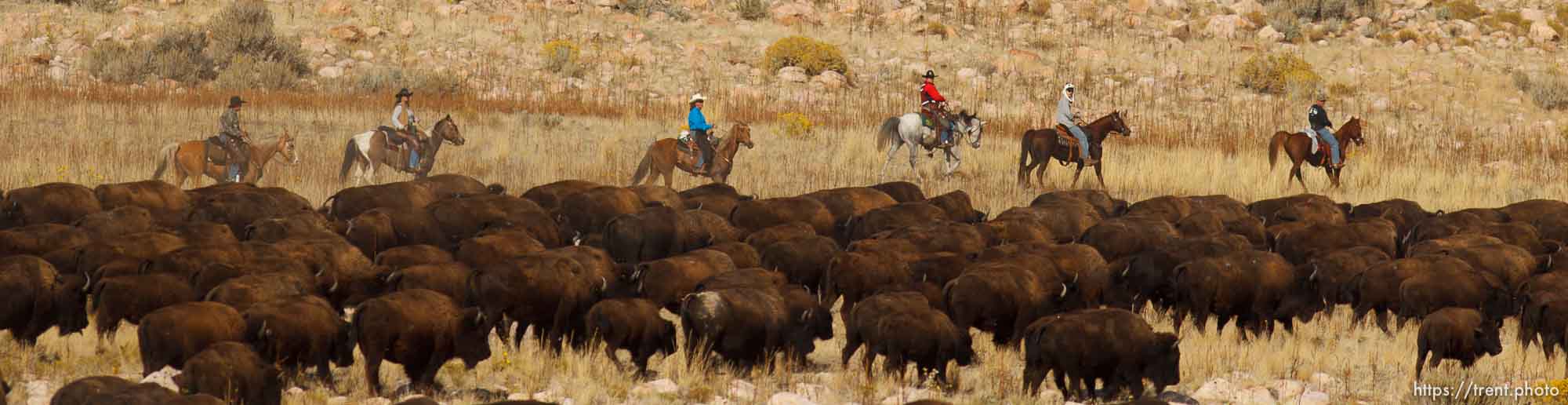 Trent Nelson  |  The Salt Lake Tribune
Riders drive bison at the annual Antelope Island Bison Roundup, Friday October 25, 2013.