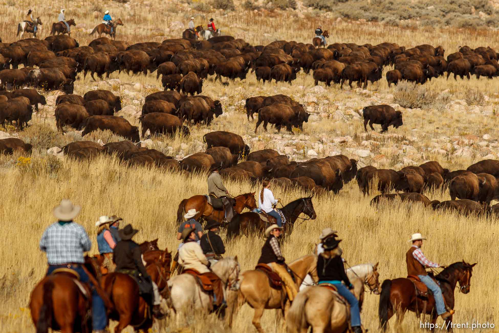 Trent Nelson  |  The Salt Lake Tribune
Riders drive bison at the annual Antelope Island Bison Roundup, Friday October 25, 2013.