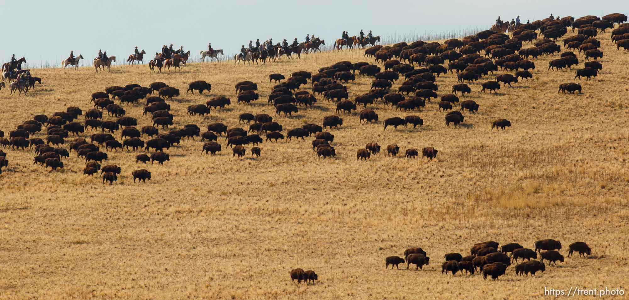 Trent Nelson  |  The Salt Lake Tribune
Riders drive bison at the annual Antelope Island Bison Roundup, Friday October 25, 2013.