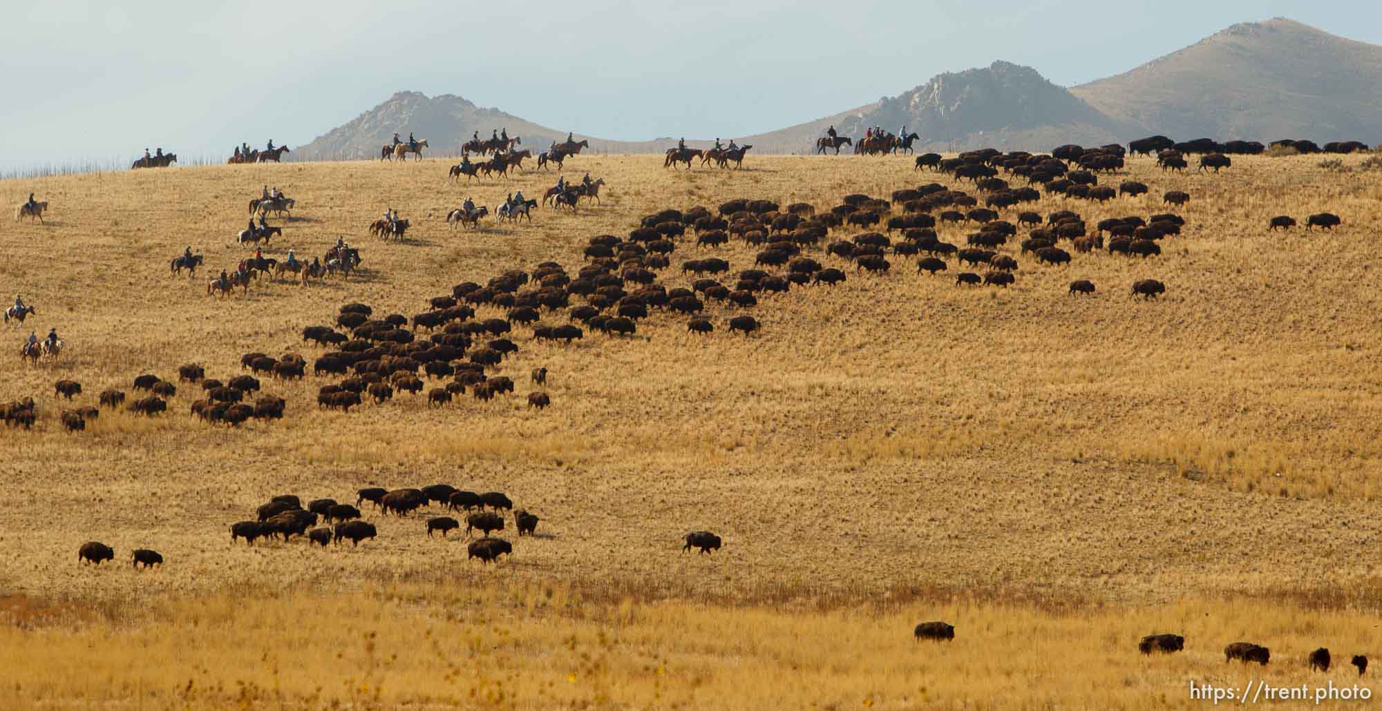 Trent Nelson  |  The Salt Lake Tribune
Riders drive bison at the annual Antelope Island Bison Roundup, Friday October 25, 2013.