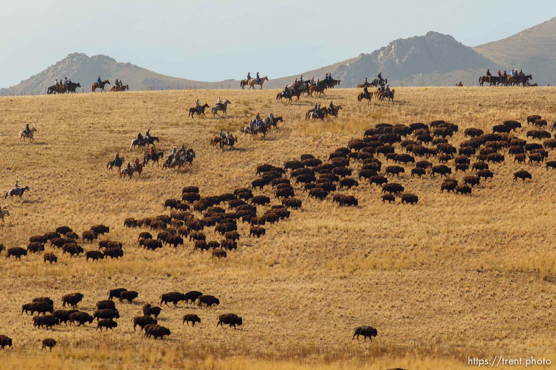 Trent Nelson  |  The Salt Lake Tribune
Riders drive bison at the annual Antelope Island Bison Roundup, Friday October 25, 2013.