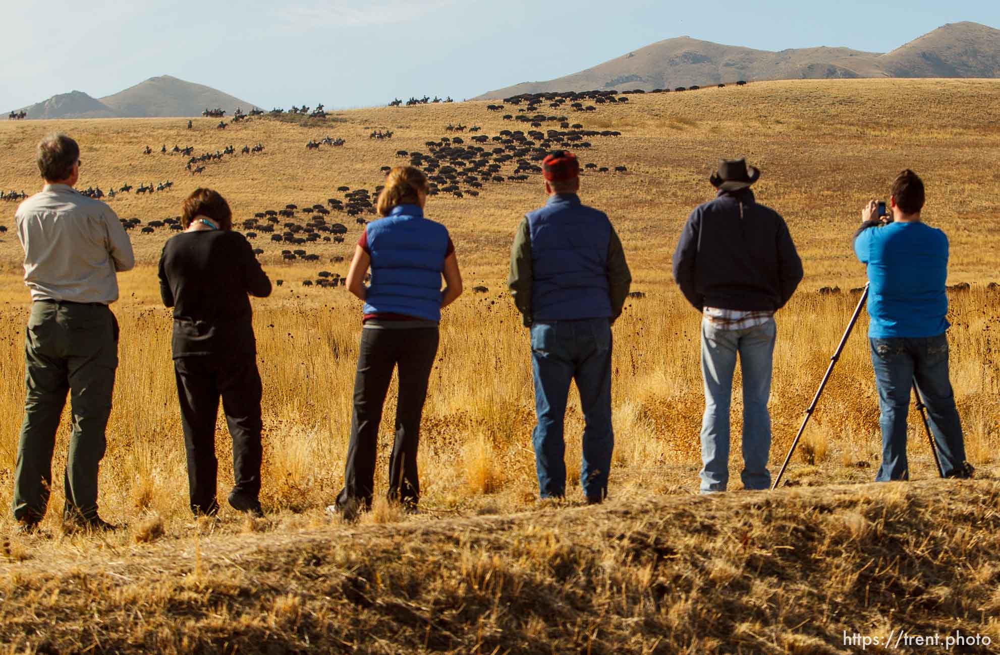 Trent Nelson  |  The Salt Lake Tribune
Onlookers watch riders drive bison at the annual Antelope Island Bison Roundup, Friday October 25, 2013.