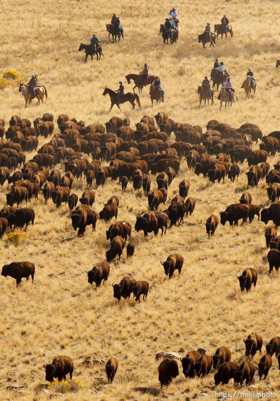 Trent Nelson  |  The Salt Lake Tribune
Riders drive bison at the annual Antelope Island Bison Roundup, Friday October 25, 2013.