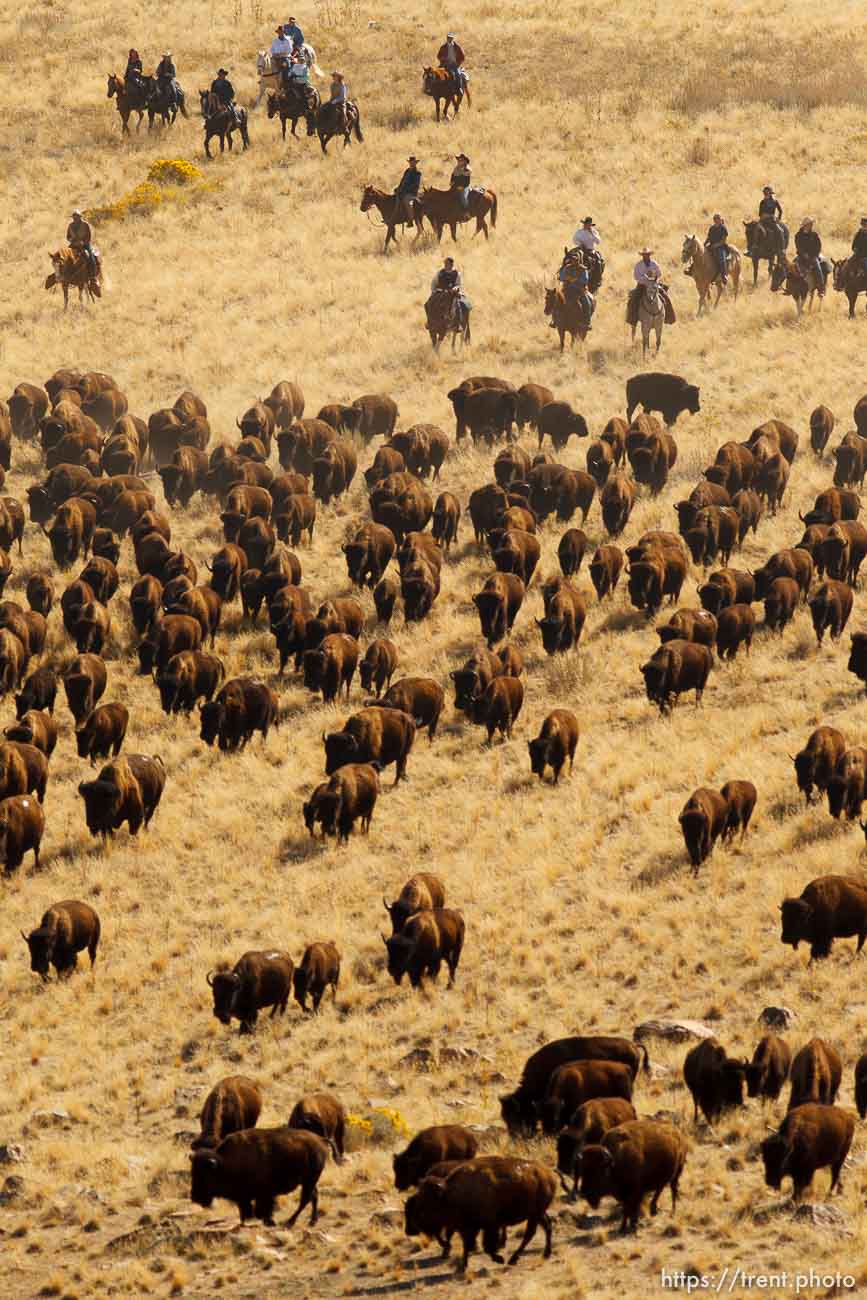 Trent Nelson  |  The Salt Lake Tribune
Riders drive bison at the annual Antelope Island Bison Roundup, Friday October 25, 2013.