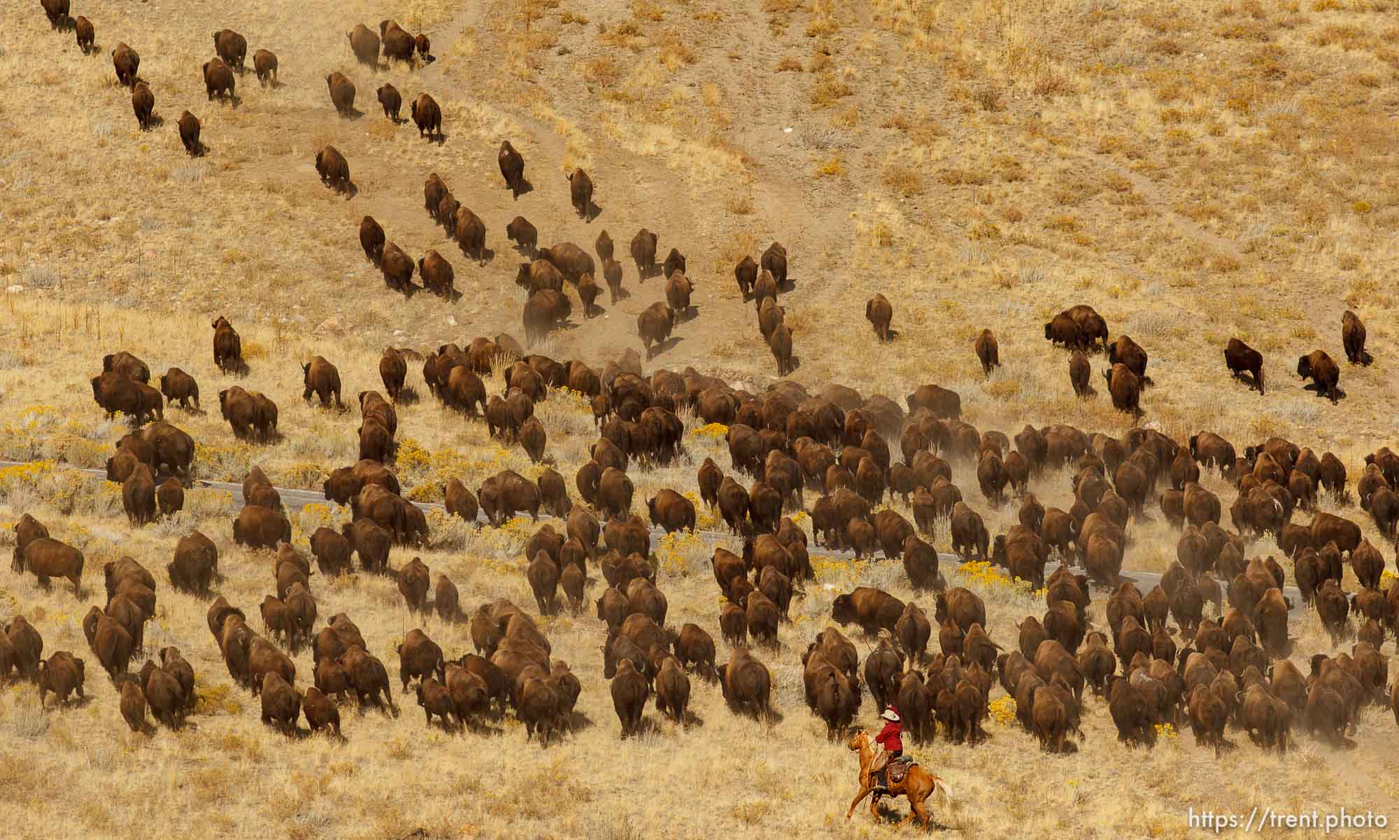 Trent Nelson  |  The Salt Lake Tribune
Riders drive bison at the annual Antelope Island Bison Roundup, Friday October 25, 2013.