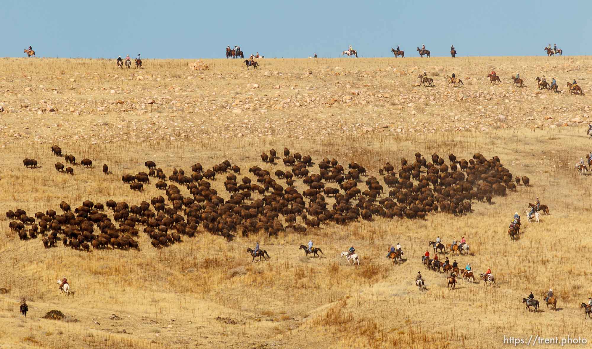 Trent Nelson  |  The Salt Lake Tribune
Riders drive bison at the annual Antelope Island Bison Roundup, Friday October 25, 2013.