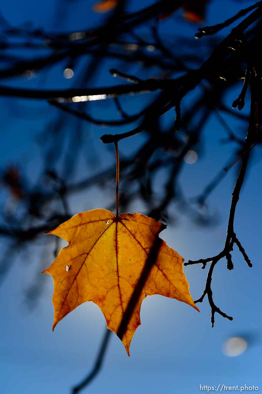 Trent Nelson  |  The Salt Lake Tribune
A lone leaf hangs in the fall setting of Sugar House Park, in Salt Lake City, Tuesday November 12, 2013.