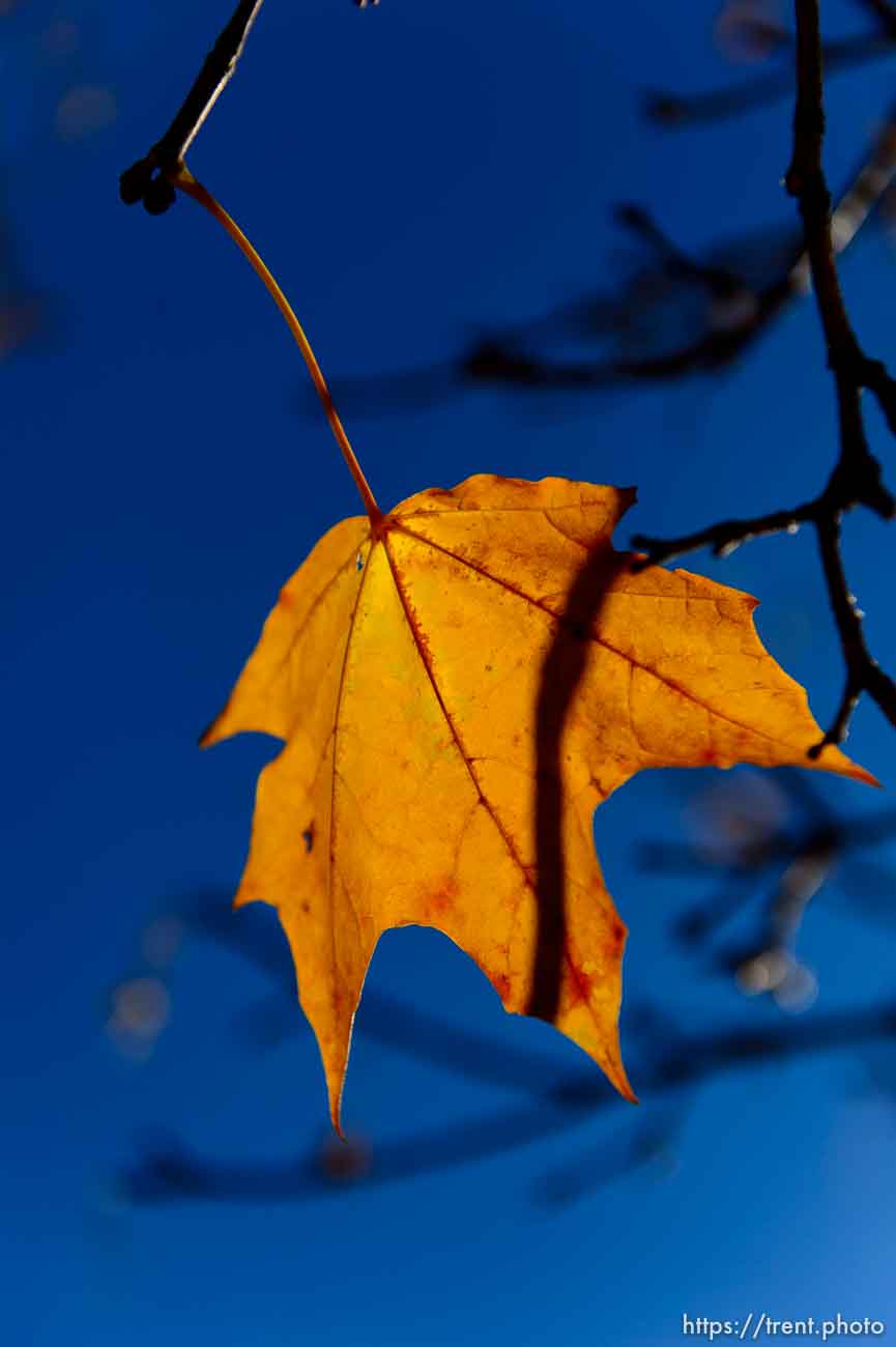 Trent Nelson  |  The Salt Lake Tribune
A lone leaf hangs in the fall setting of Sugar House Park, in Salt Lake City, Tuesday November 12, 2013.