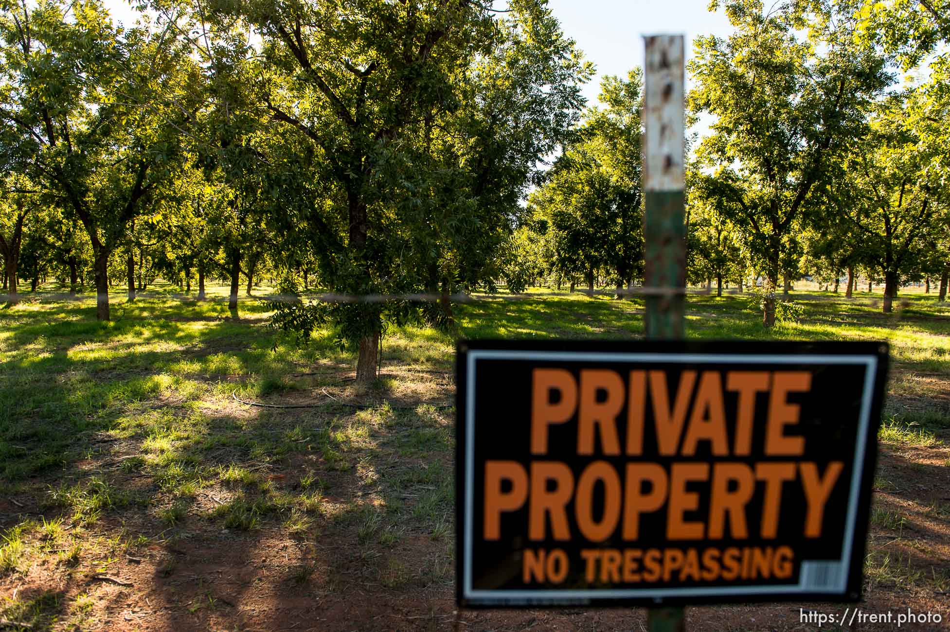 Trent Nelson  |  The Salt Lake Tribune
Southern Utah Pecan Ranch, near Hurricane, Wednesday September 24, 2014.