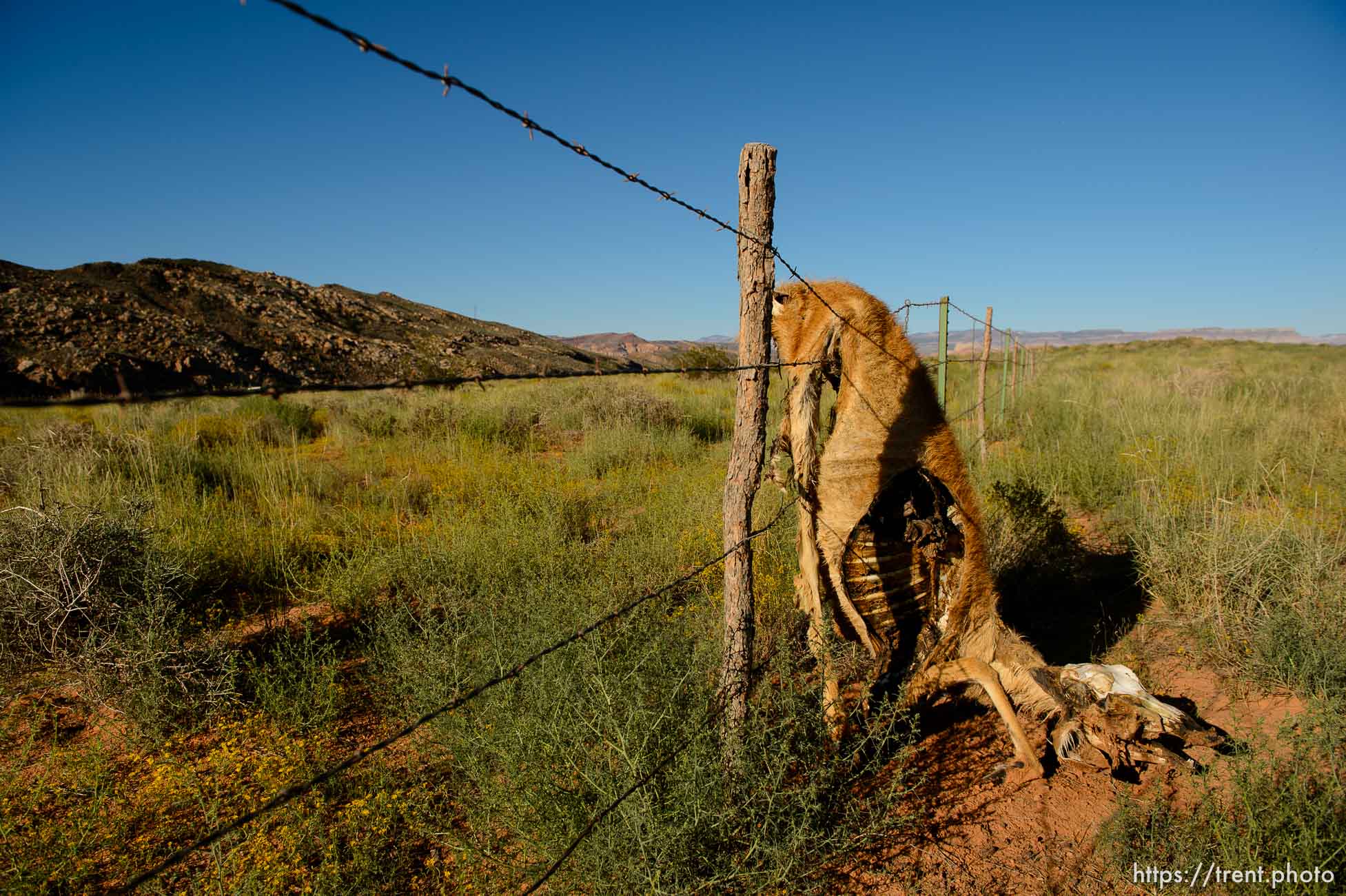 Deer that got stuck on fence, near Hurricane, Wednesday September 24, 2014.