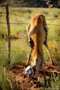 Deer that got stuck on fence, near Hurricane, Wednesday September 24, 2014.