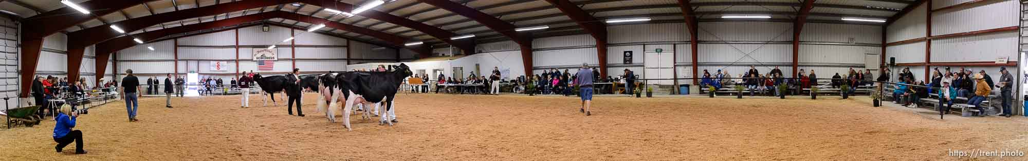 Western Spring National Cow Show