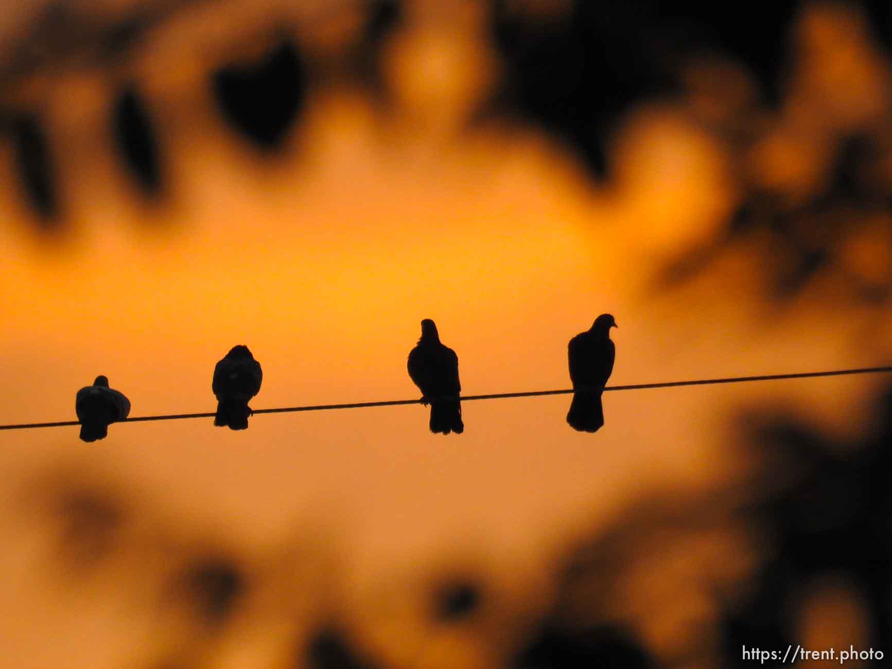 birds at sunrise, Thursday October 8, 2015