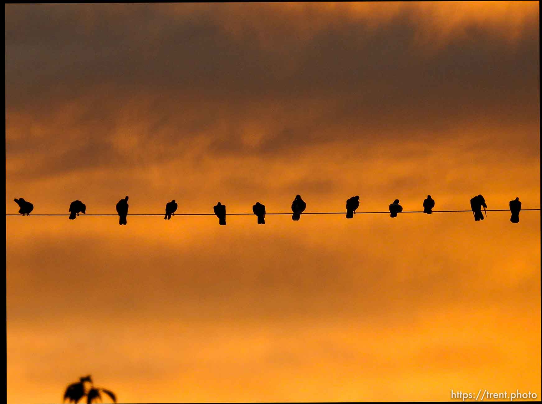 birds at sunrise, Thursday October 8, 2015