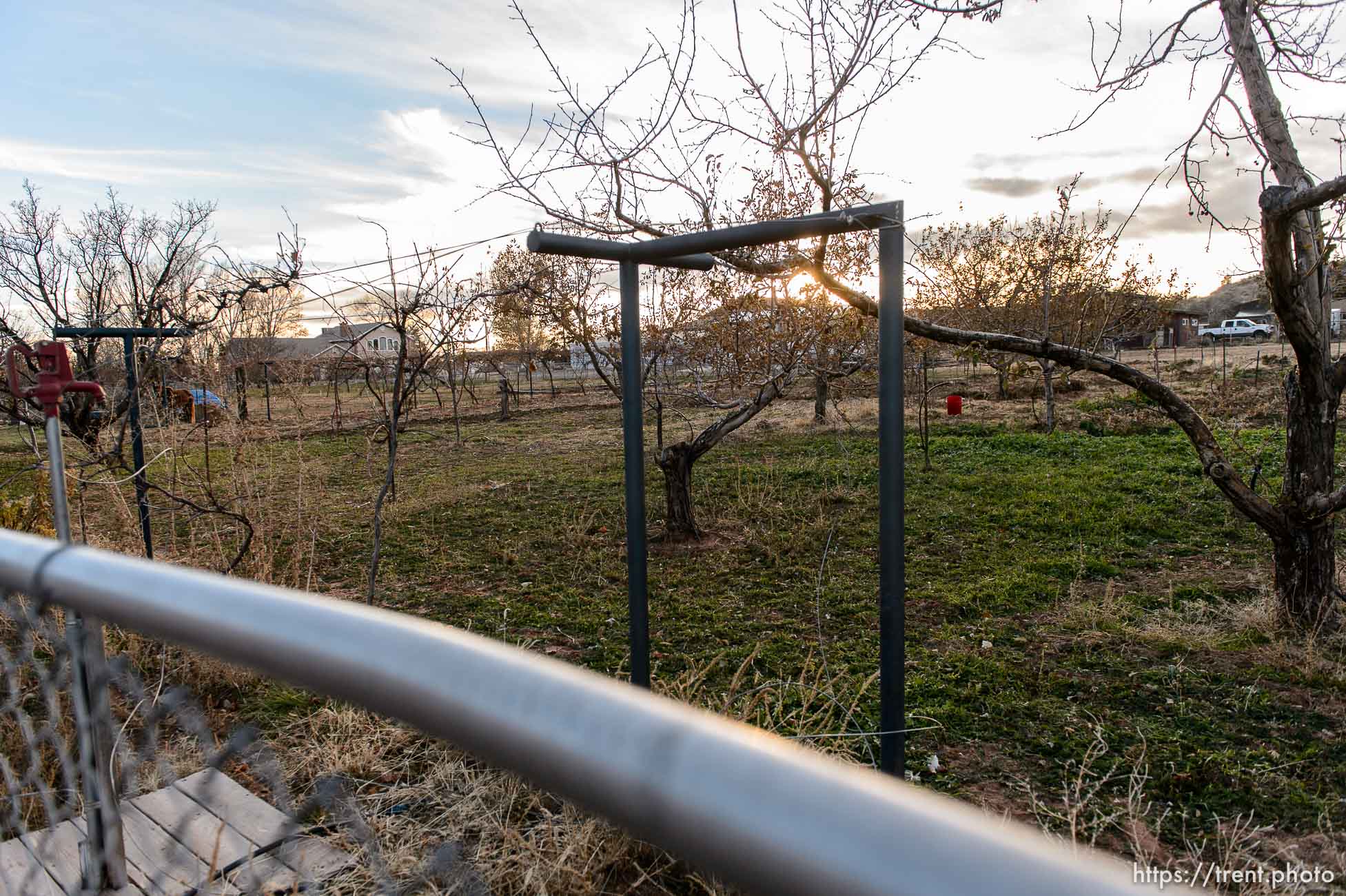 Trent Nelson  |  The Salt Lake Tribune
Orchard near commercial property for sale by UEP, in Hildale, Wednesday December 2, 2015.