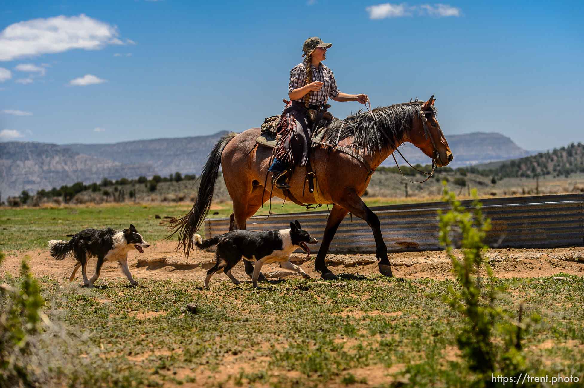 Trent Nelson  |  The Salt Lake Tribune
Tean Finicum rounds up cattle on the range near Tuweep, Arizona , Saturday May 21, 2016.