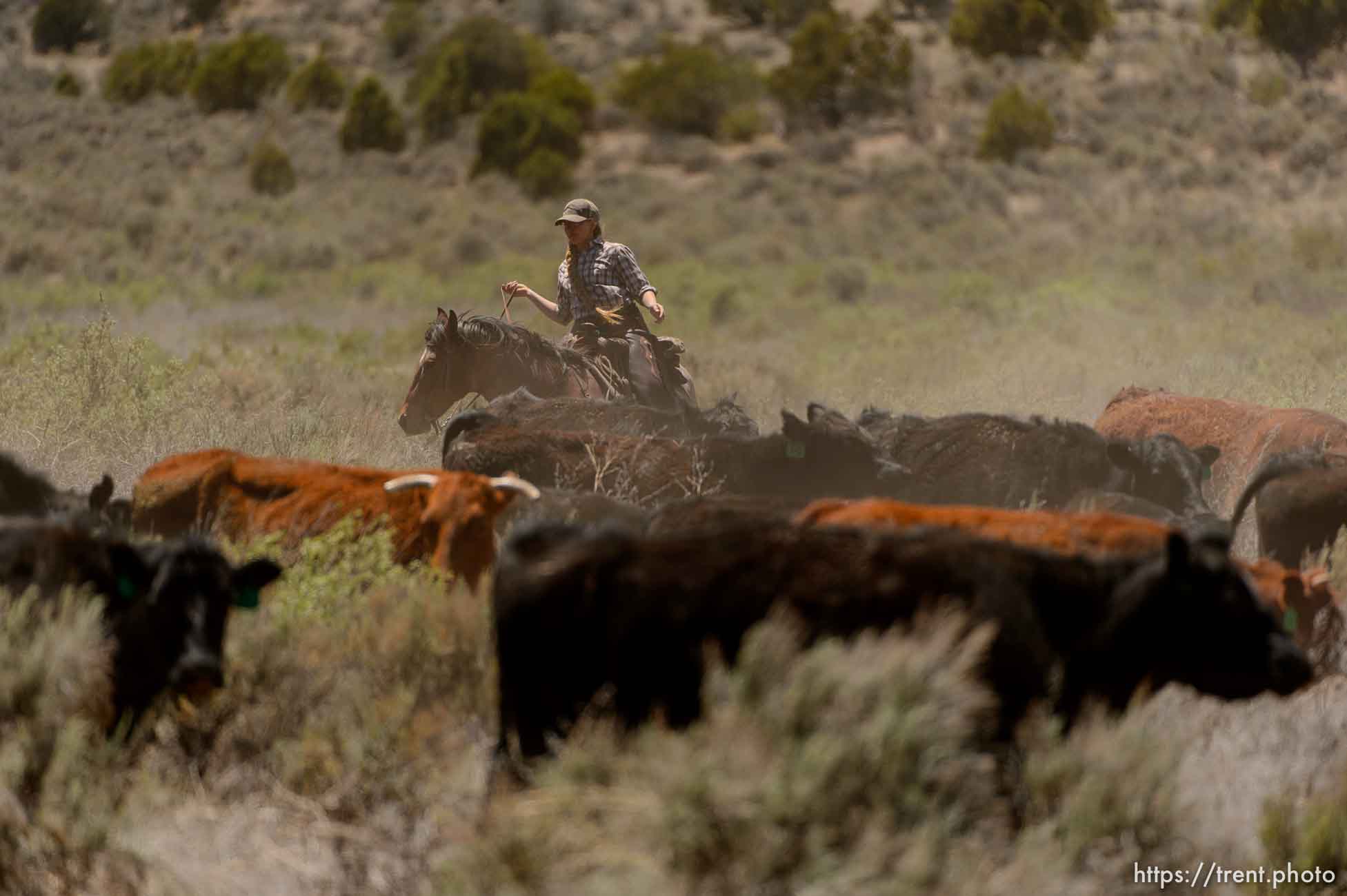 Trent Nelson  |  The Salt Lake Tribune
Tean Finicum, cattle roundup, Saturday May 21, 2016.