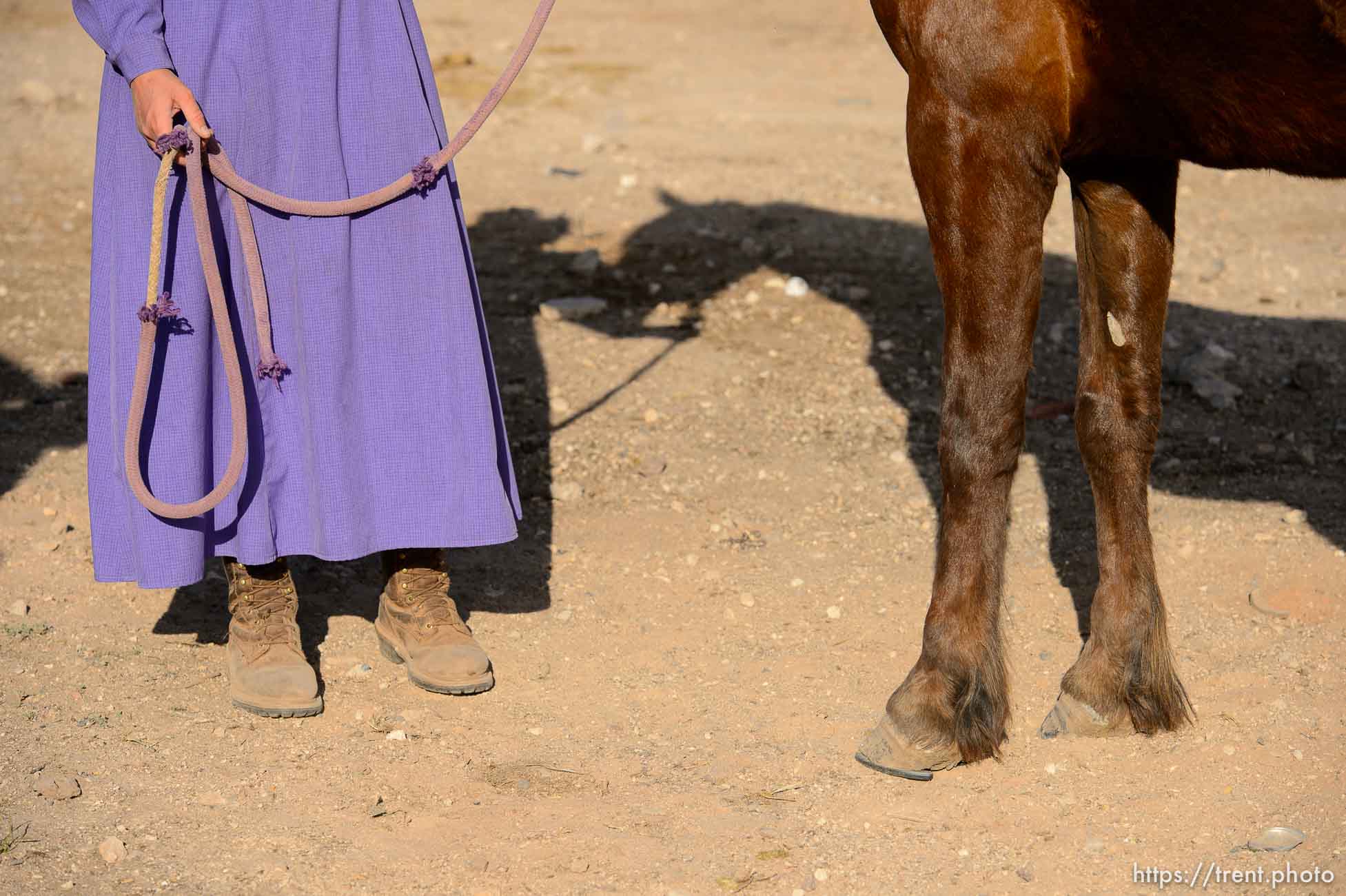 Trent Nelson  |  The Salt Lake Tribune
flds farrier ladies shoe a horse, Monday May 8, 2017.