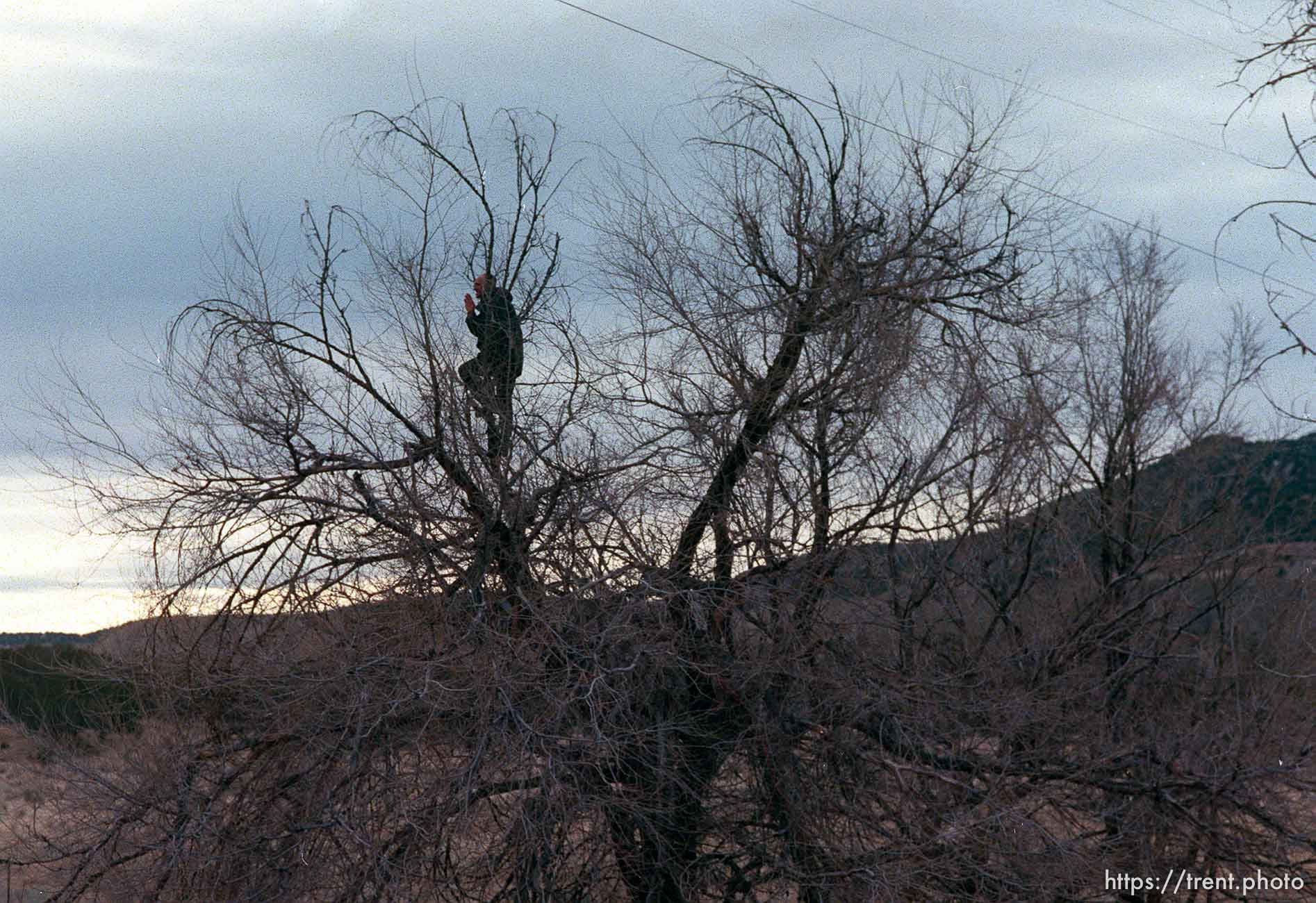 Man in tree waves to the Governor's Centennial Train