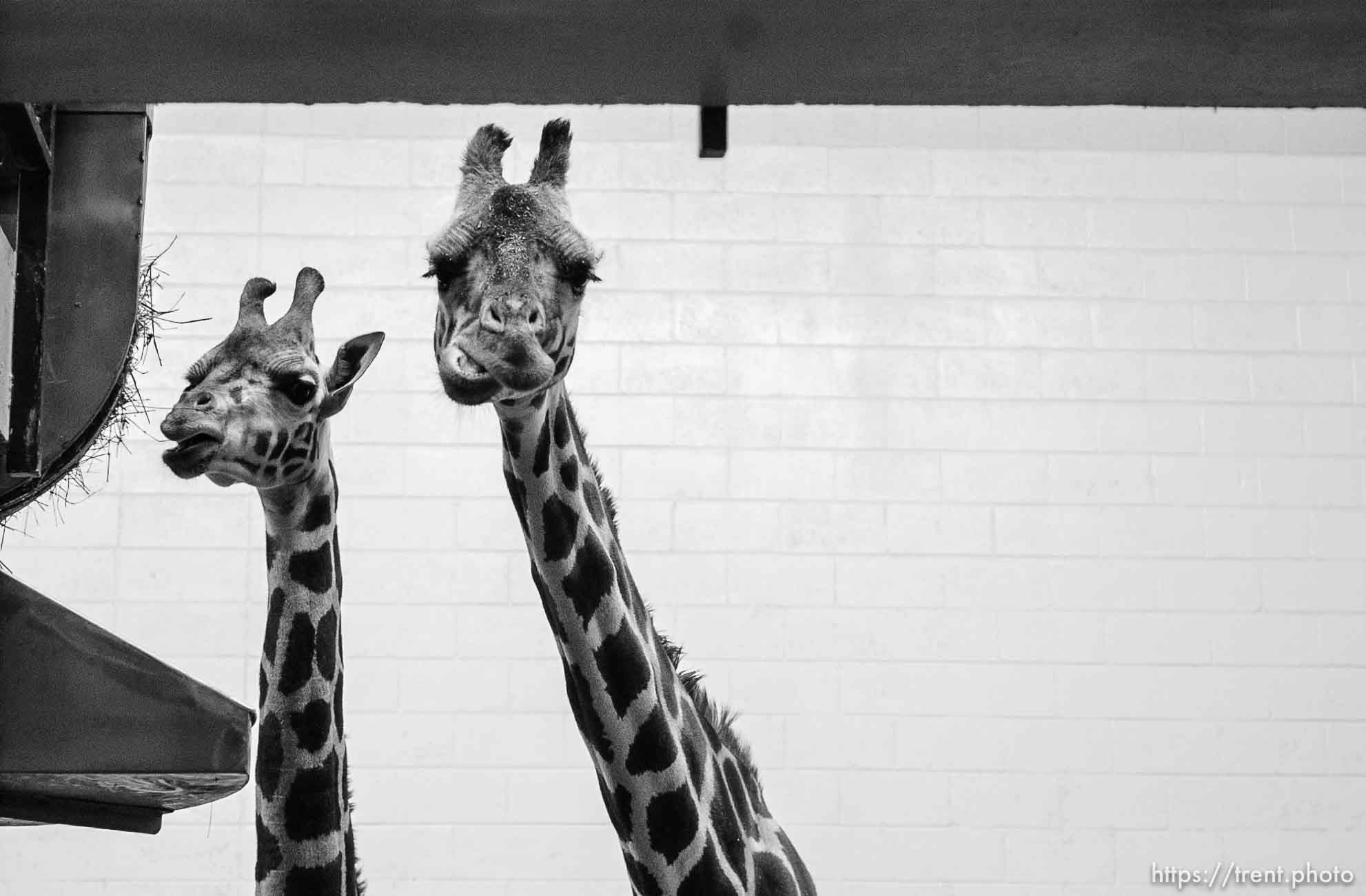 Salt Lake City - Daphne and Batwana, two Baringo Giraffes at the Hogle Zoo. Two other giraffes at the zoo died over the weekend.