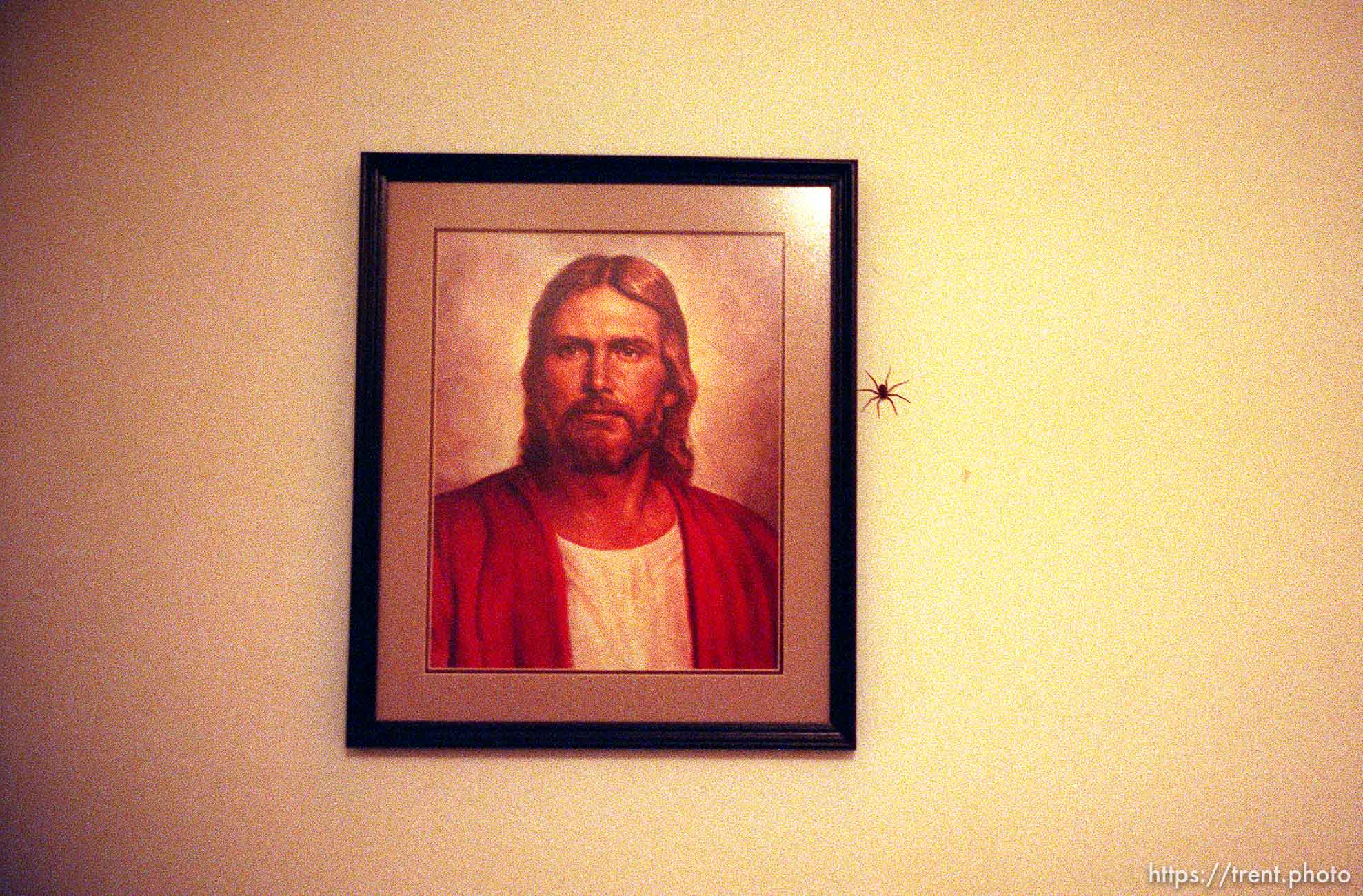 Spider on the wall next to a portrait of Jesus Christ at Glen Thompson's home.