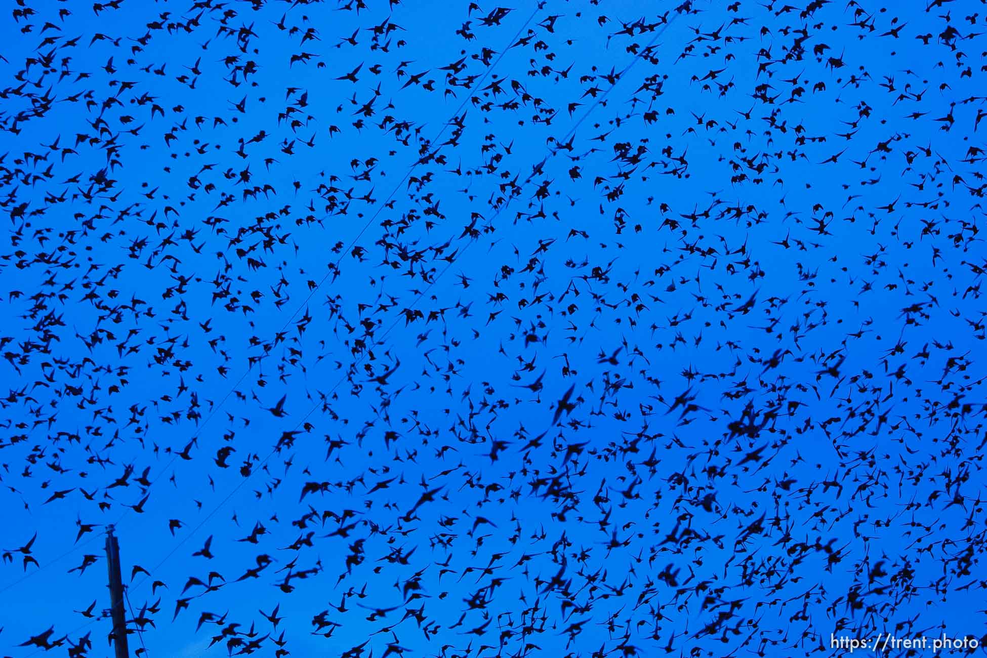 Huge flock of Starlings, Tuesday, February 21, 2012 in Roosevelt, Utah.