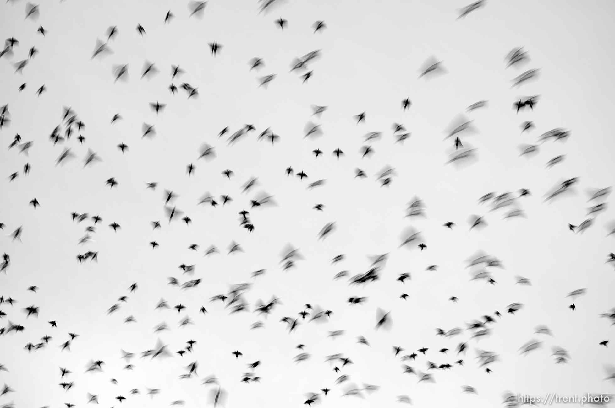 Huge flock of Starlings, Tuesday, February 21, 2012 in Roosevelt, Utah.