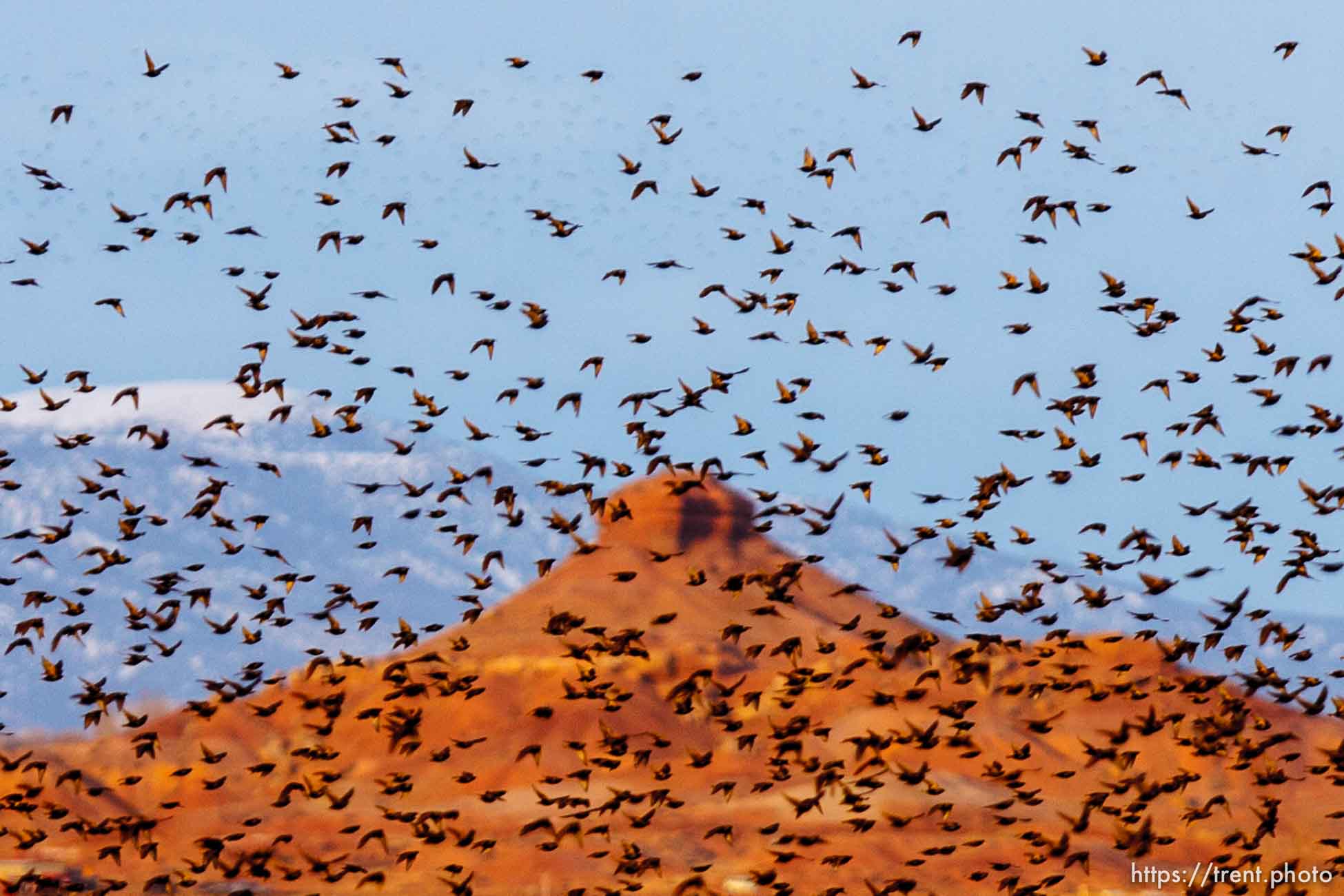 Huge flock of Starlings, Tuesday, February 21, 2012 in Roosevelt, Utah.