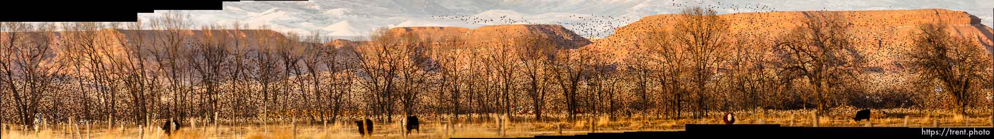 Huge flock of Starlings, Tuesday, February 21, 2012 in Roosevelt, Utah.