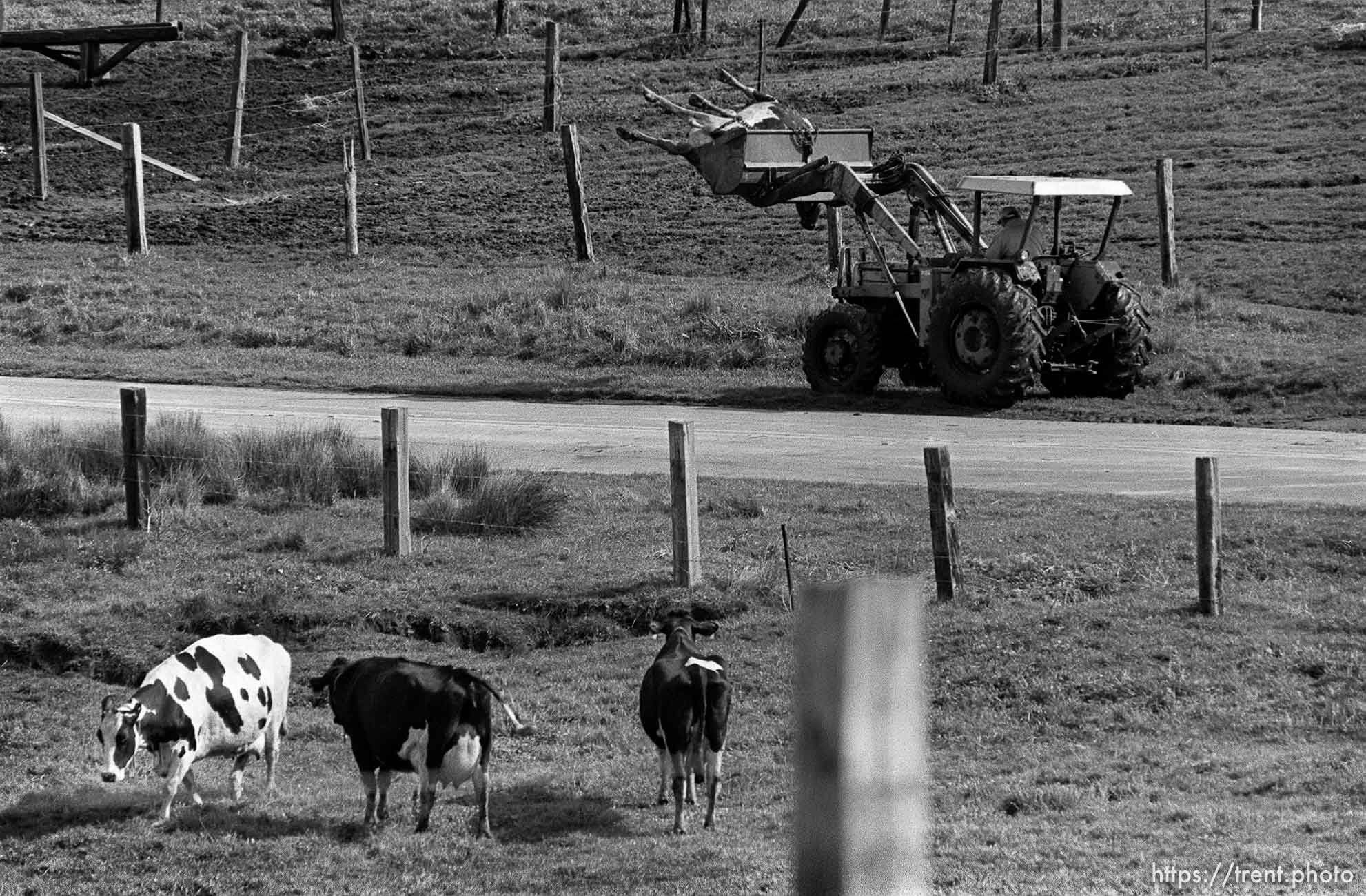 Cows graze and watch as a dead cow is hauled away in a tractor.