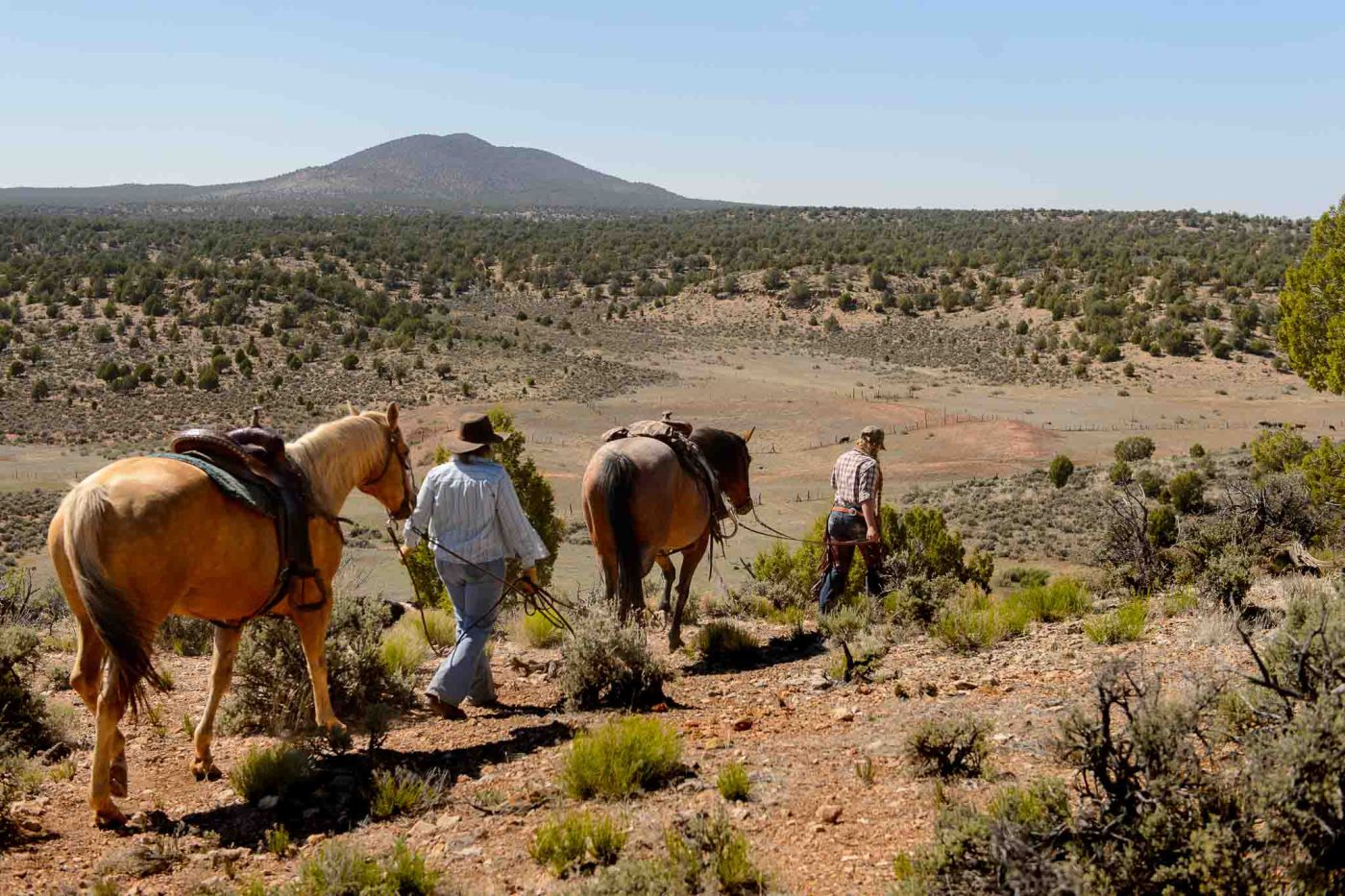 Trent Nelson  |  The Salt Lake Tribune
Tean and Jeanette Finicum round up cattle on the range near Tuweep, Arizona , Saturday May 21, 2016.