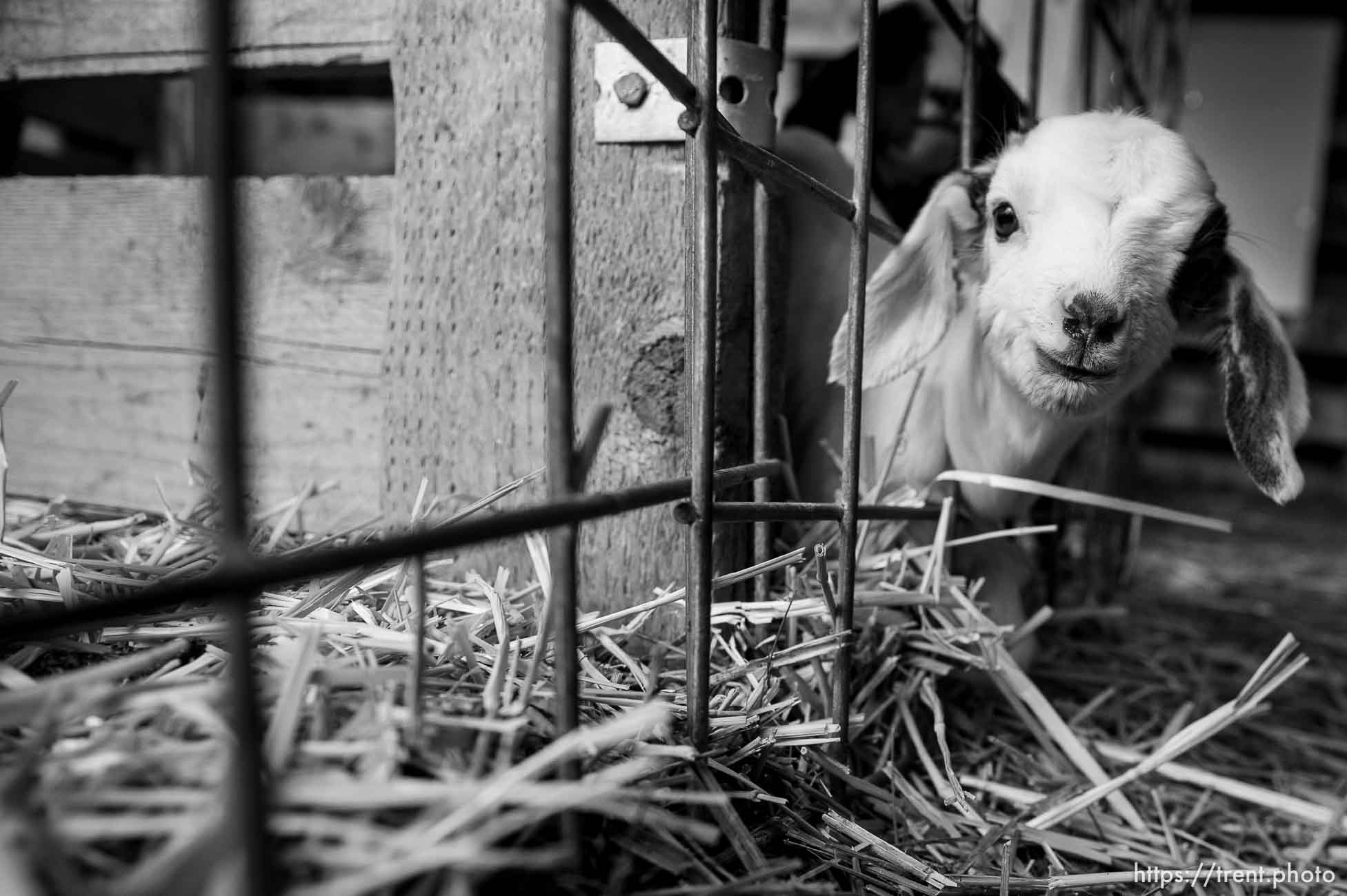 (Trent Nelson | The Salt Lake Tribune)
The East Africa Refugee Goat Project, Saturday March 24, 2018.