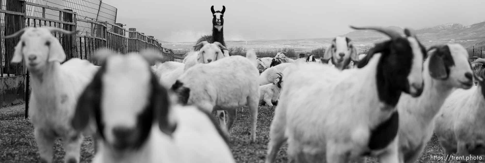 (Trent Nelson | The Salt Lake Tribune)
The East Africa Refugee Goat Project, Saturday March 24, 2018.