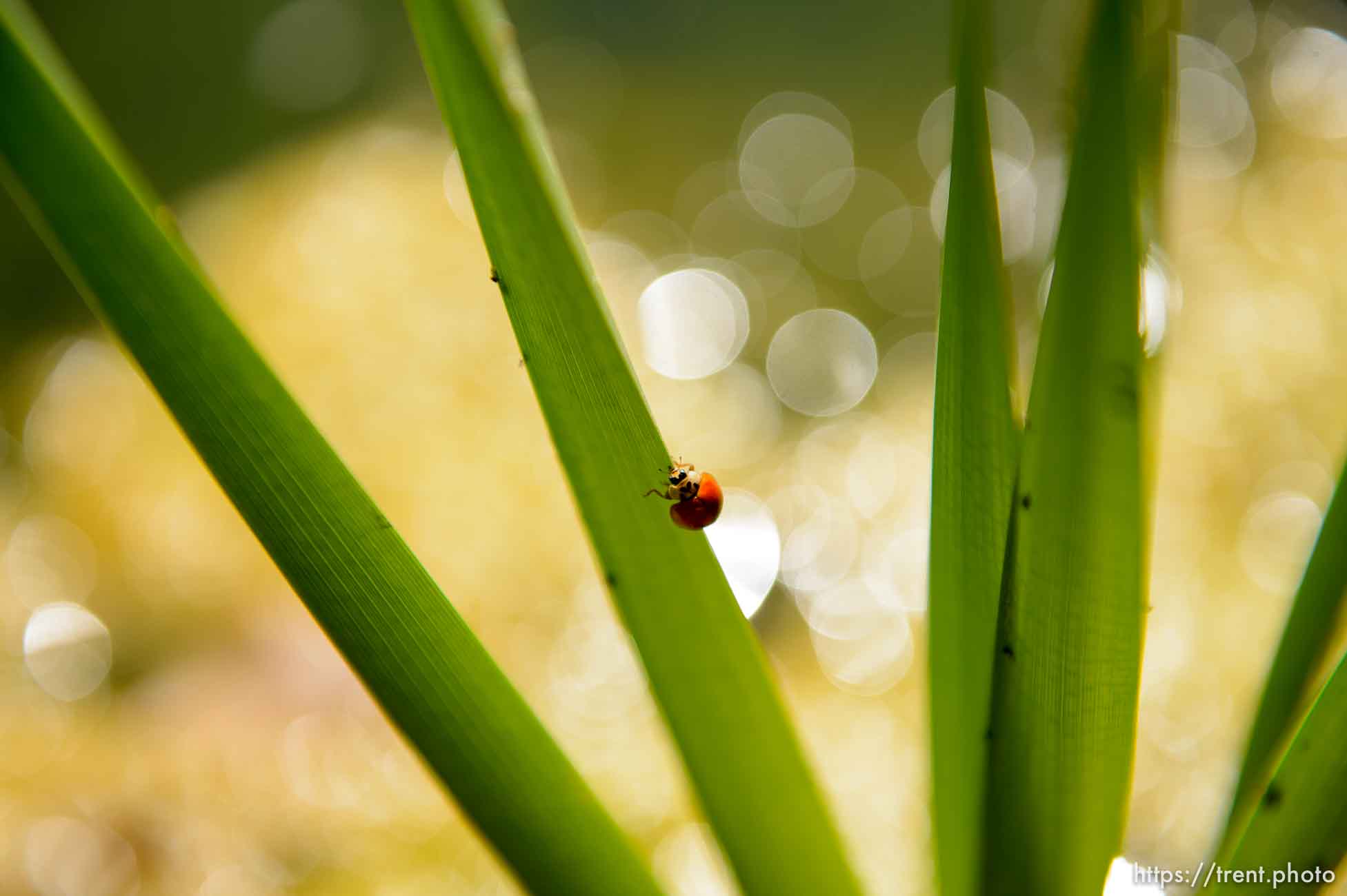 (Trent Nelson | The Salt Lake Tribune)  
Beetle, ladybug in Salt Lake City's Fairmont Park, Tuesday Sept. 11, 2018.