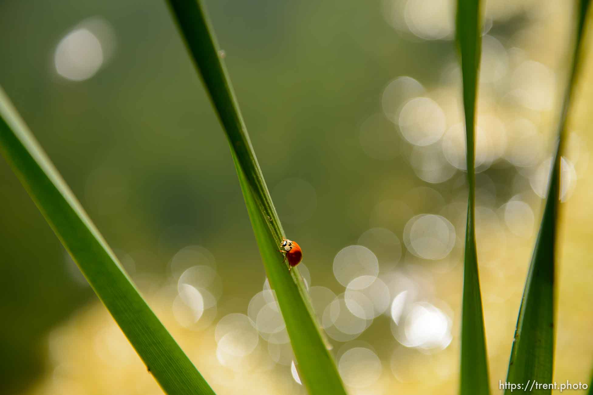 (Trent Nelson | The Salt Lake Tribune)  
Beetle, ladybug in Salt Lake City's Fairmont Park, Tuesday Sept. 11, 2018.