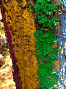 fairy forest, Monday August 8, 2016.
