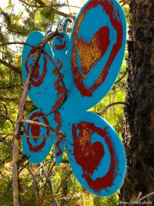 fairy forest, Monday August 8, 2016.